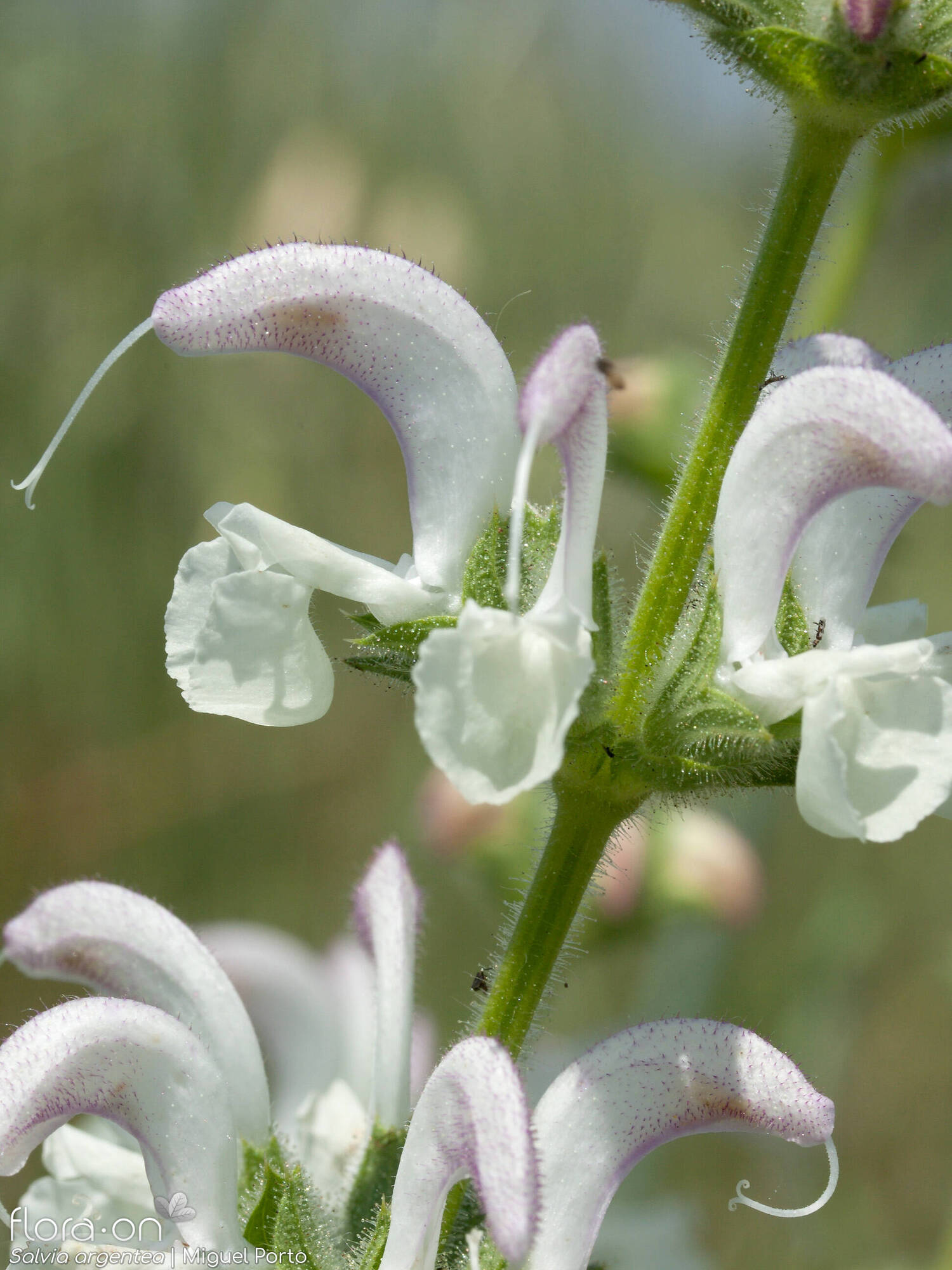 Salvia argentea - Flor (close-up) | Miguel Porto; CC BY-NC 4.0