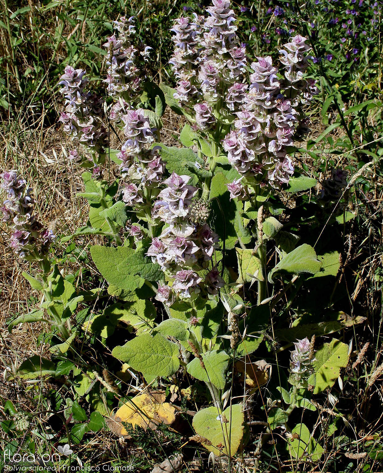 Salvia sclarea - Hábito | Francisco Clamote; CC BY-NC 4.0