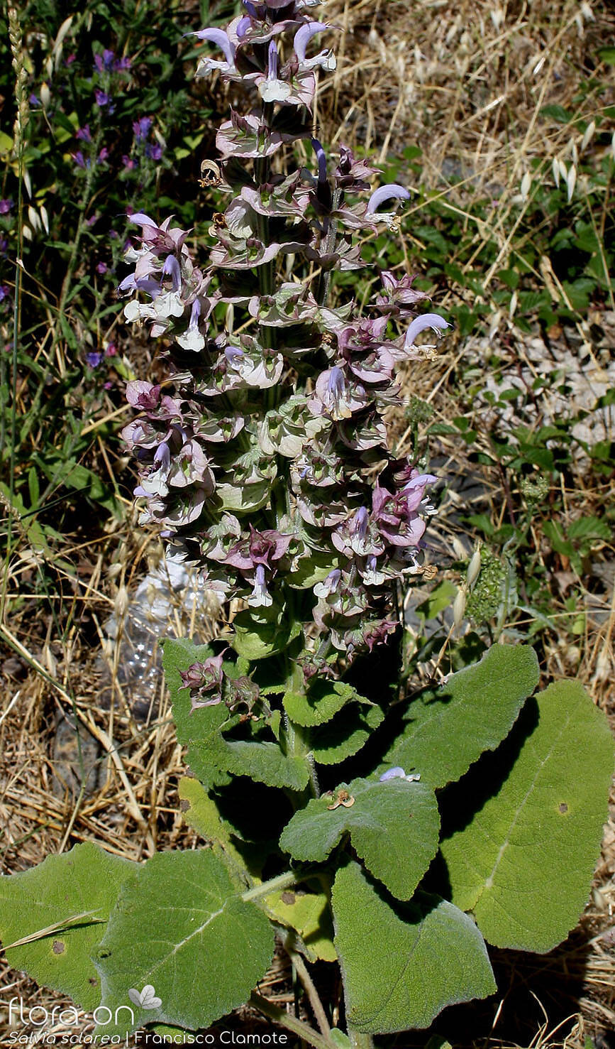 Salvia sclarea - Flor (geral) | Francisco Clamote; CC BY-NC 4.0
