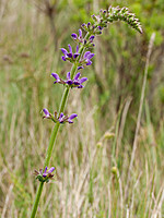 Salvia sclareoides