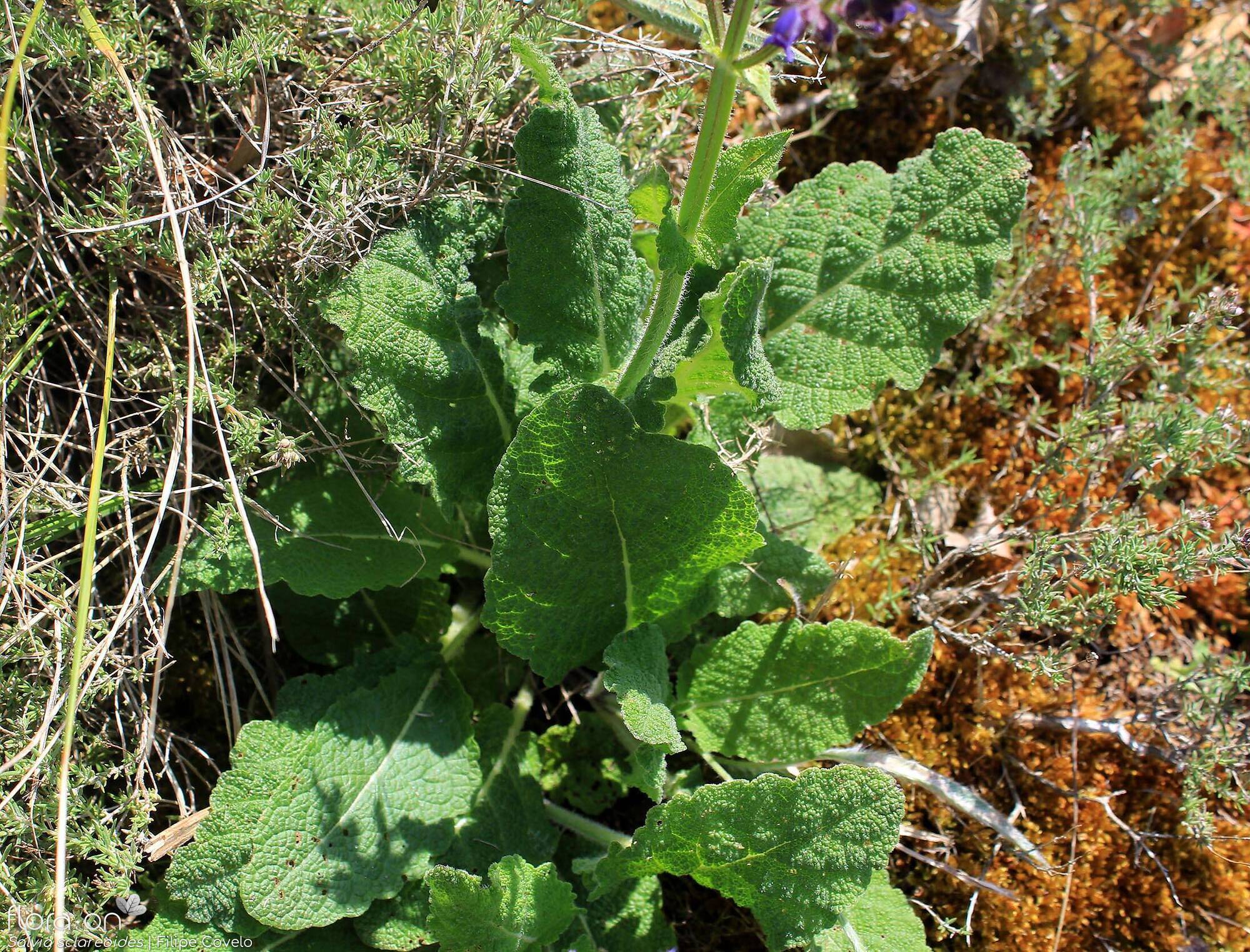 Salvia sclareoides - Folha (geral) | Filipe Covelo; CC BY-NC 4.0