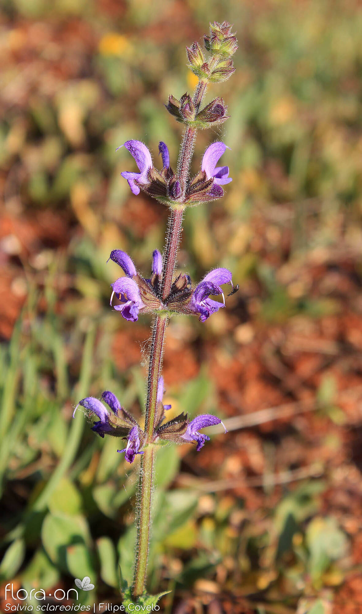 Salvia sclareoides - Flor (geral) | Filipe Covelo; CC BY-NC 4.0