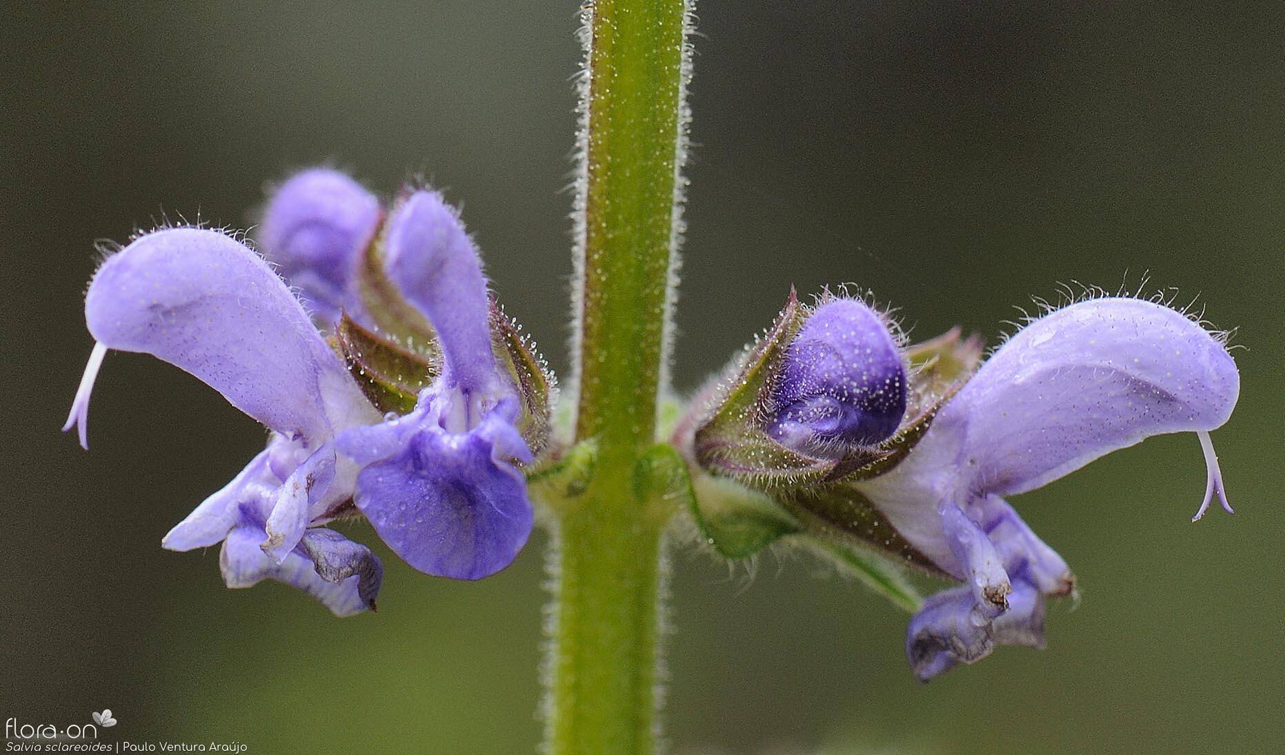 Salvia sclareoides - Flor (close-up) | Paulo Ventura Araújo; CC BY-NC 4.0