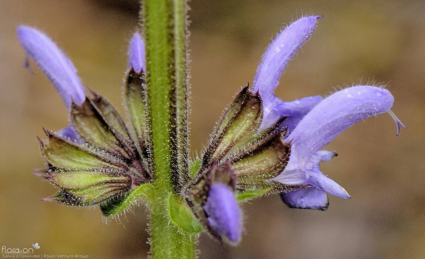 Salvia sclareoides - Flor (close-up) | Paulo Ventura Araújo; CC BY-NC 4.0