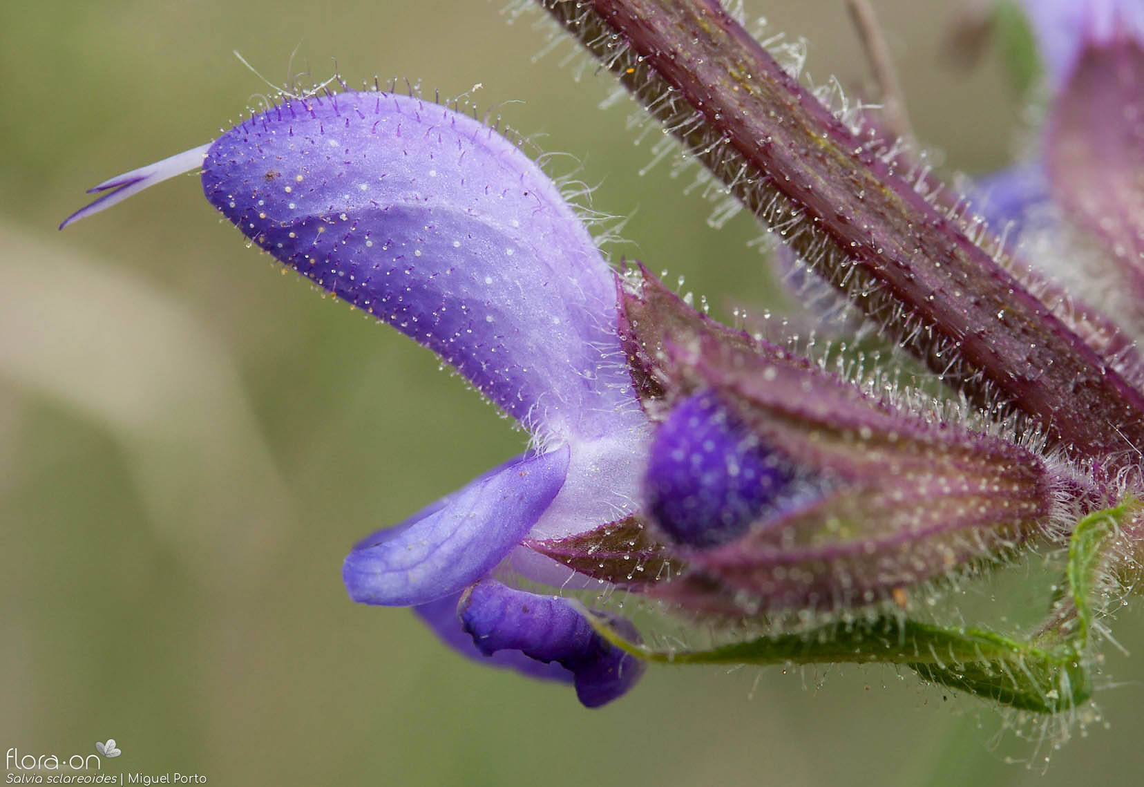 Salvia sclareoides - Flor (close-up) | Miguel Porto; CC BY-NC 4.0
