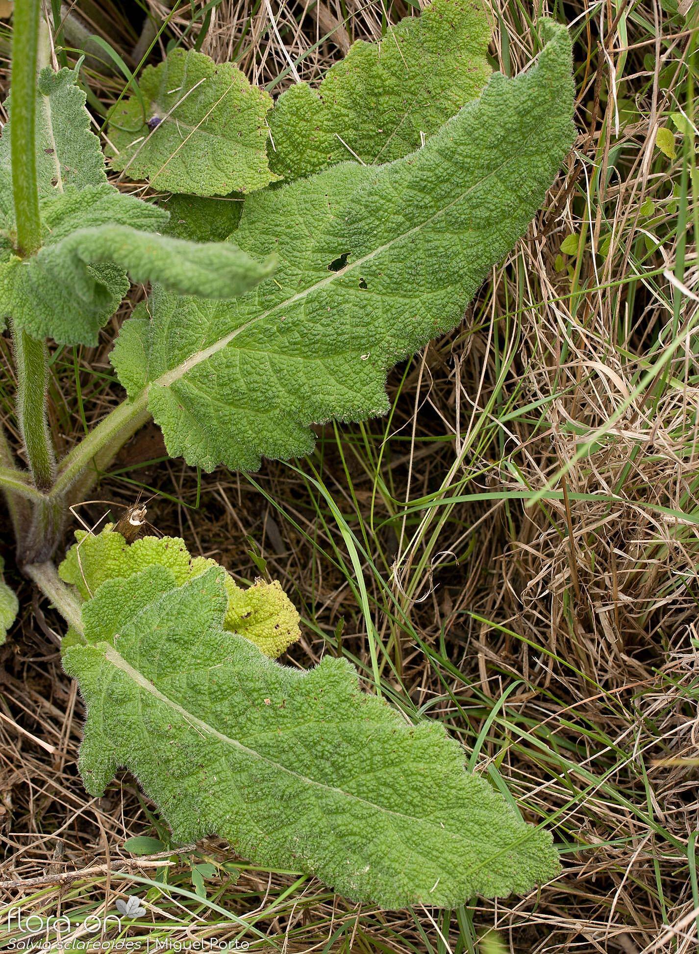 Salvia sclareoides - Folha | Miguel Porto; CC BY-NC 4.0