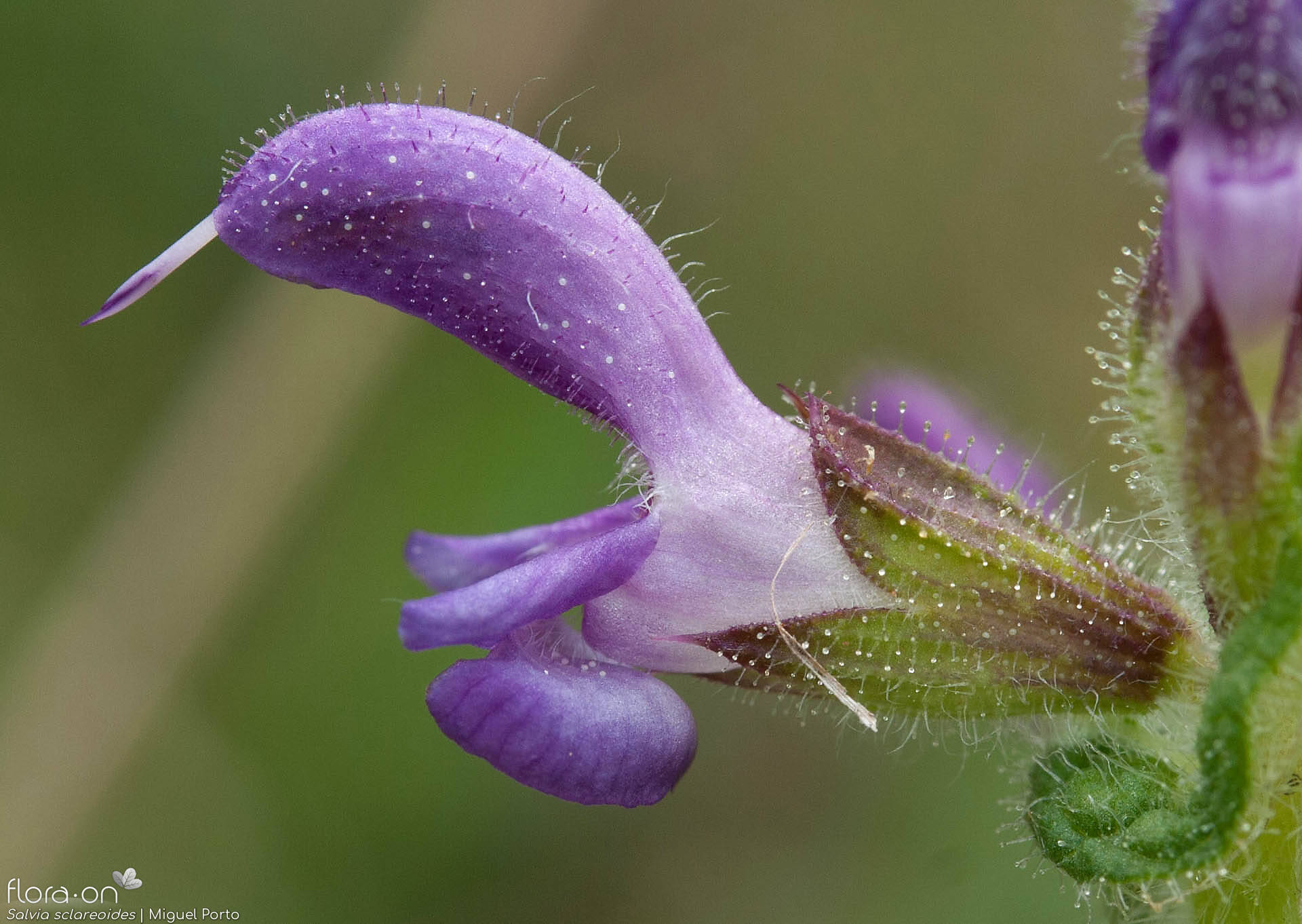 Salvia sclareoides - Flor (close-up) | Miguel Porto; CC BY-NC 4.0