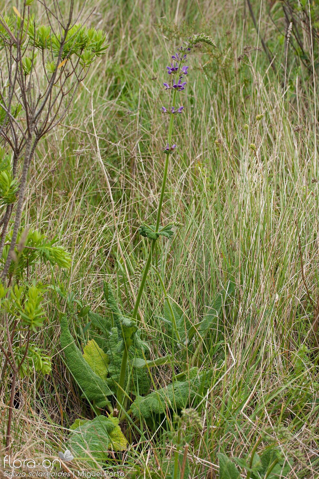 Salvia sclareoides - Hábito | Miguel Porto; CC BY-NC 4.0