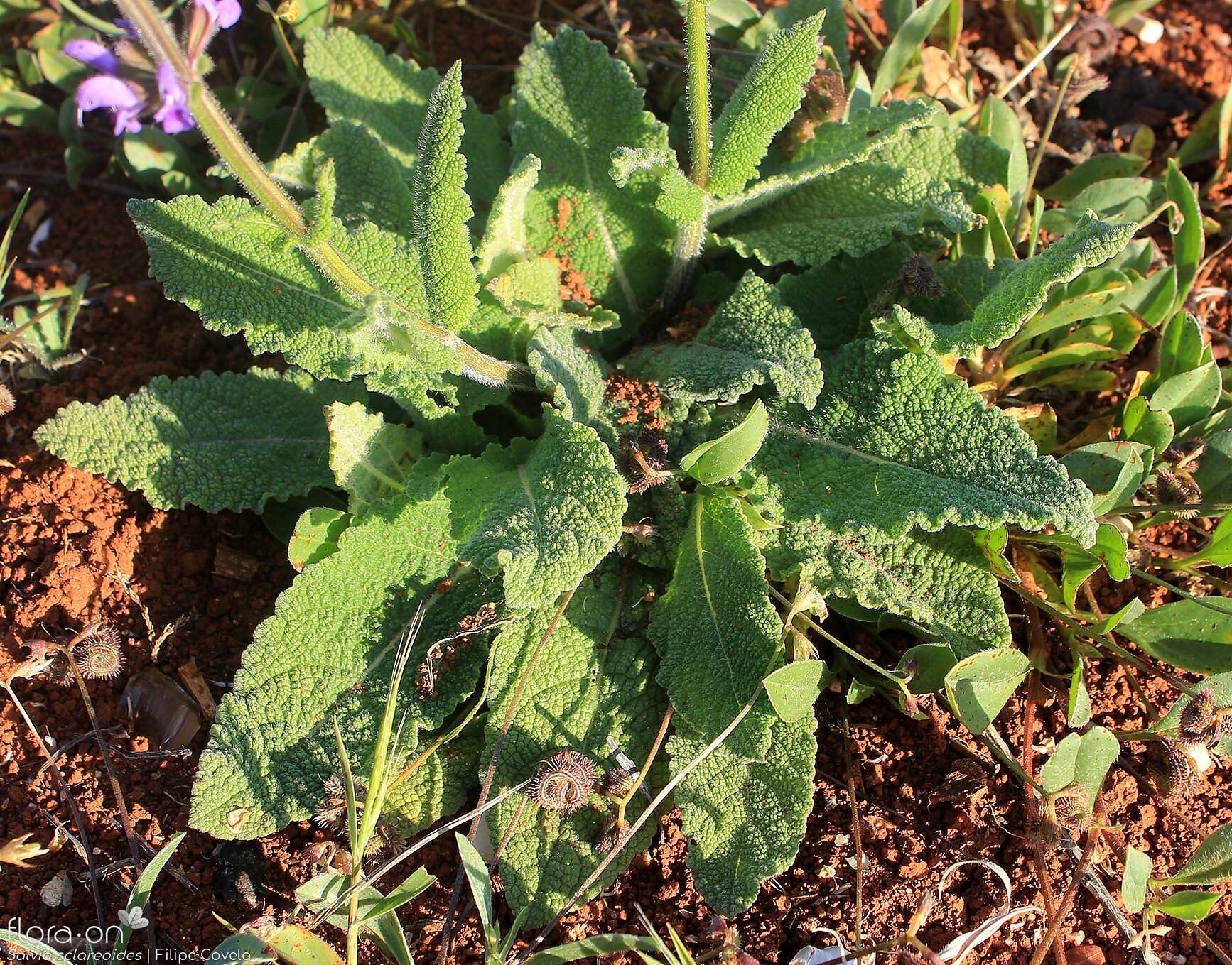 Salvia sclareoides - Folha (geral) | Filipe Covelo; CC BY-NC 4.0