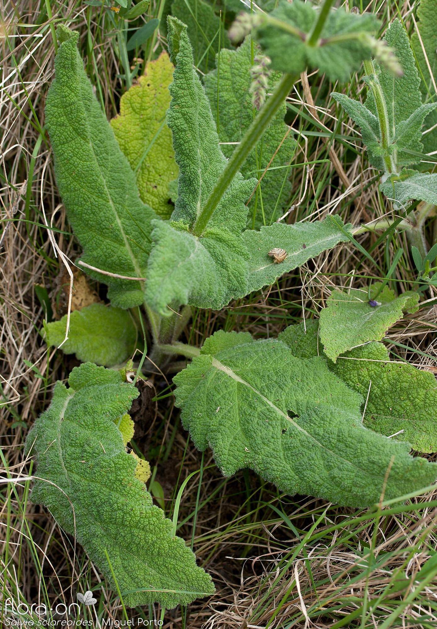 Salvia sclareoides - Folha (geral) | Miguel Porto; CC BY-NC 4.0