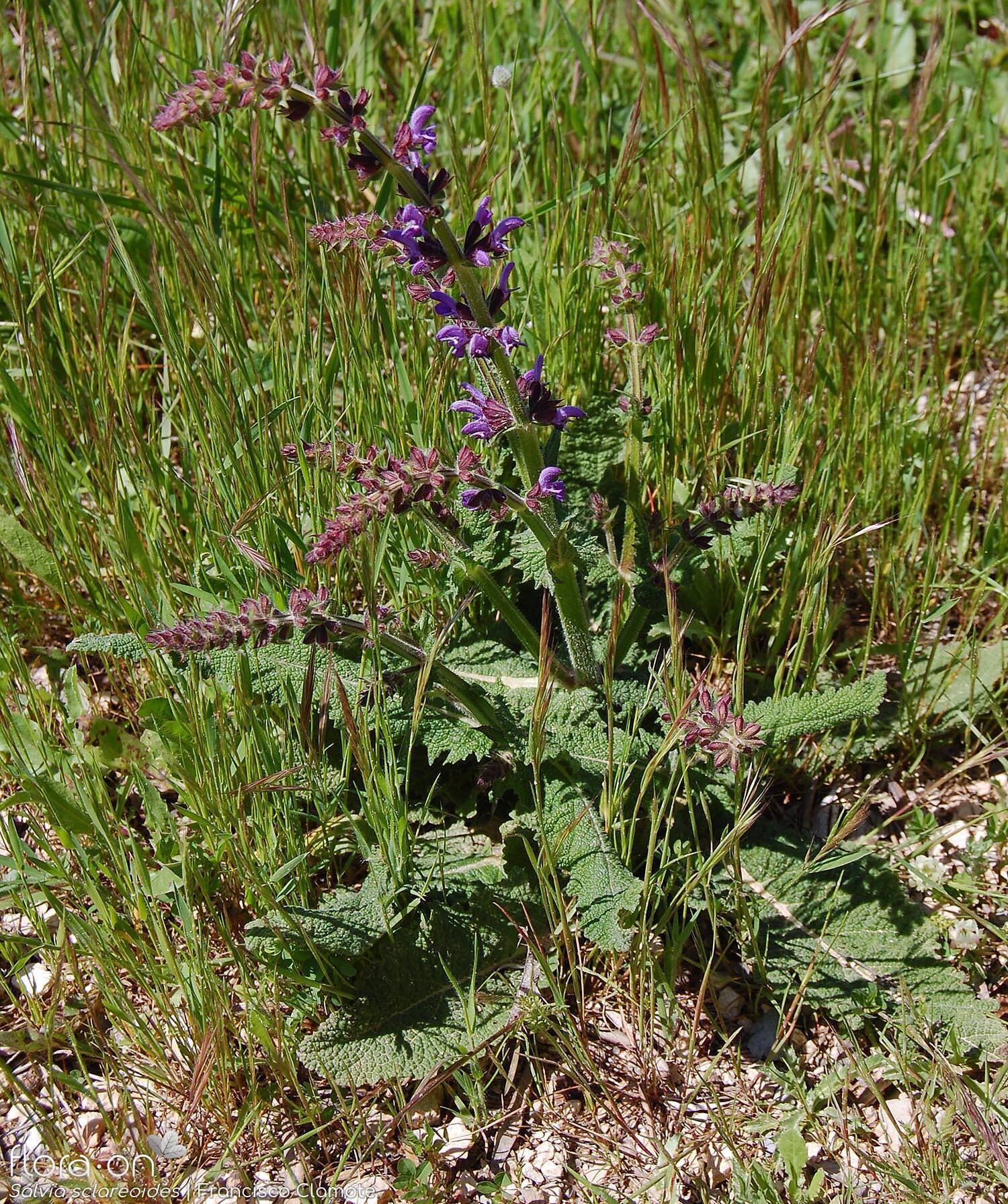 Salvia sclareoides - Hábito | Francisco Clamote; CC BY-NC 4.0