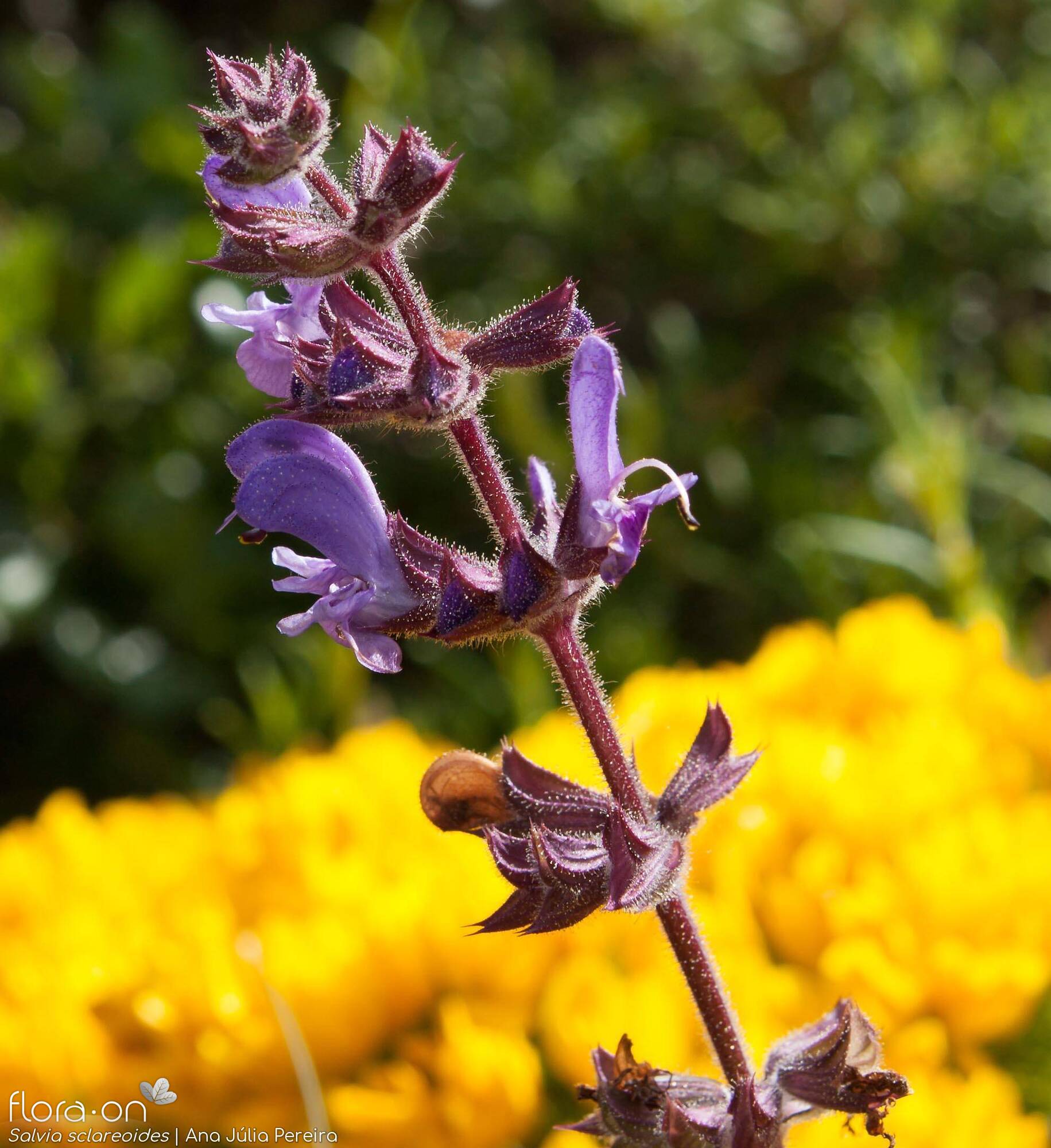 Salvia sclareoides - Flor (geral) | Ana Júlia Pereira; CC BY-NC 4.0
