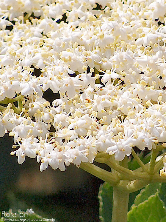 Sambucus nigra - Flor (close-up) | Joana Camejo; CC BY-NC 4.0