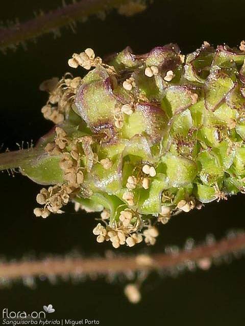 Sanguisorba hybrida - Flor (close-up) | Miguel Porto; CC BY-NC 4.0