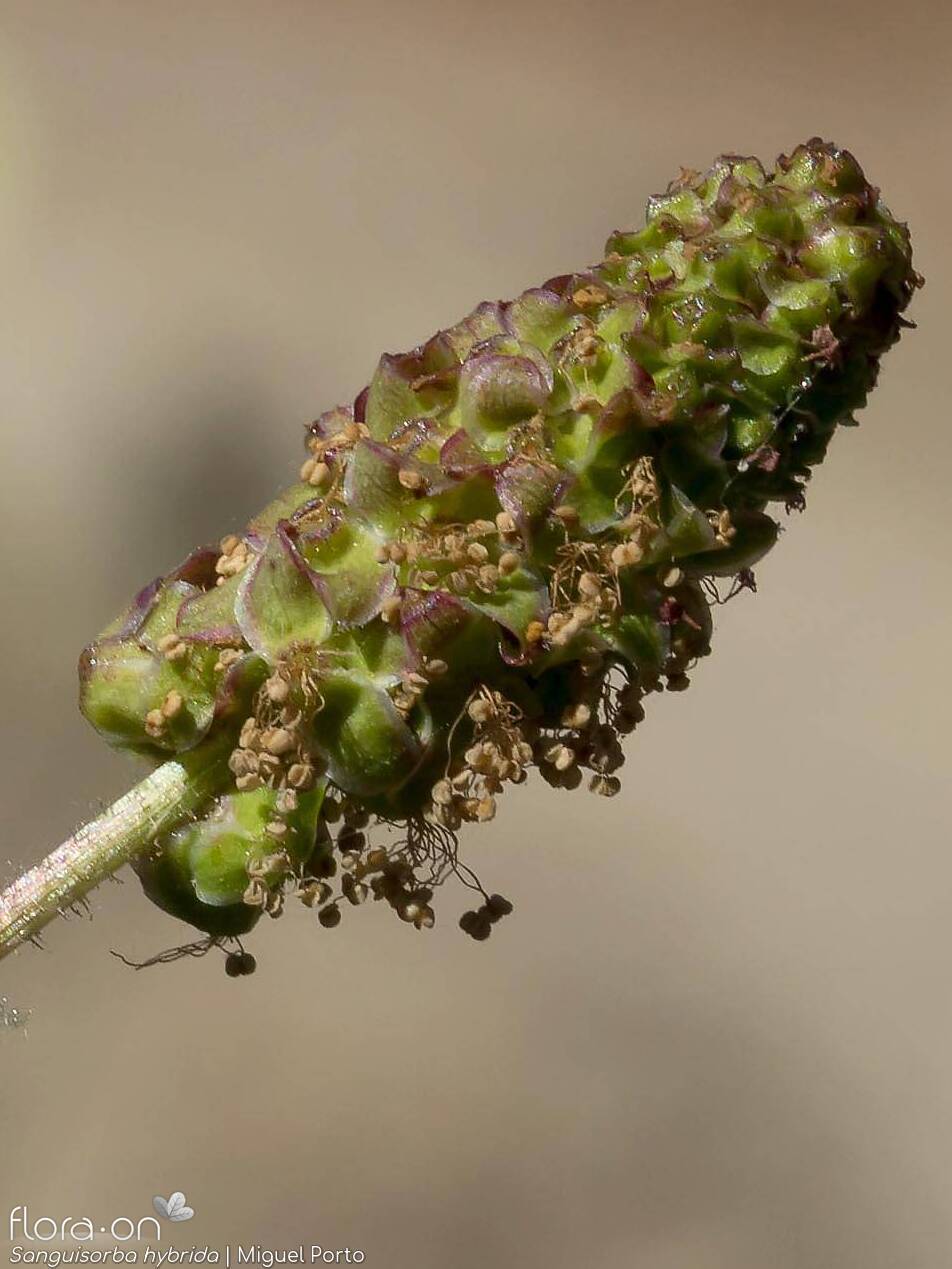 Sanguisorba hybrida - Flor (close-up) | Miguel Porto; CC BY-NC 4.0