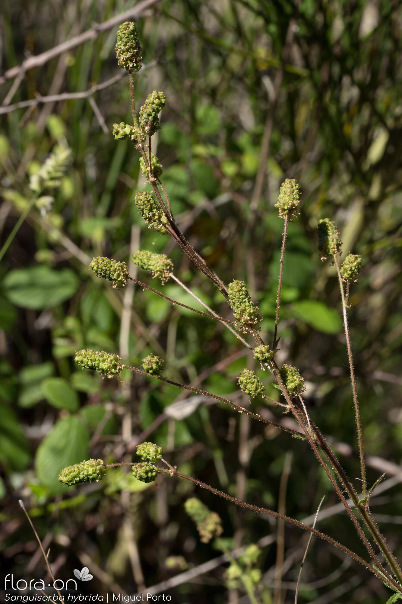 Sanguisorba hybrida - Flor (geral) | Miguel Porto; CC BY-NC 4.0
