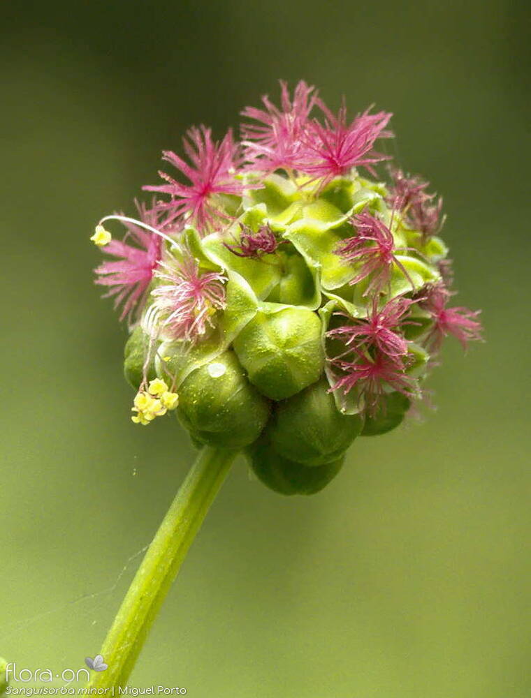 Sanguisorba minor