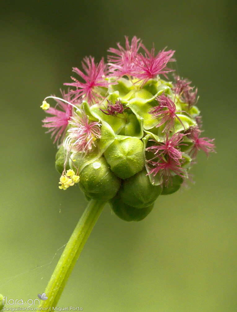 Sanguisorba minor - Flor (geral) | Miguel Porto; CC BY-NC 4.0