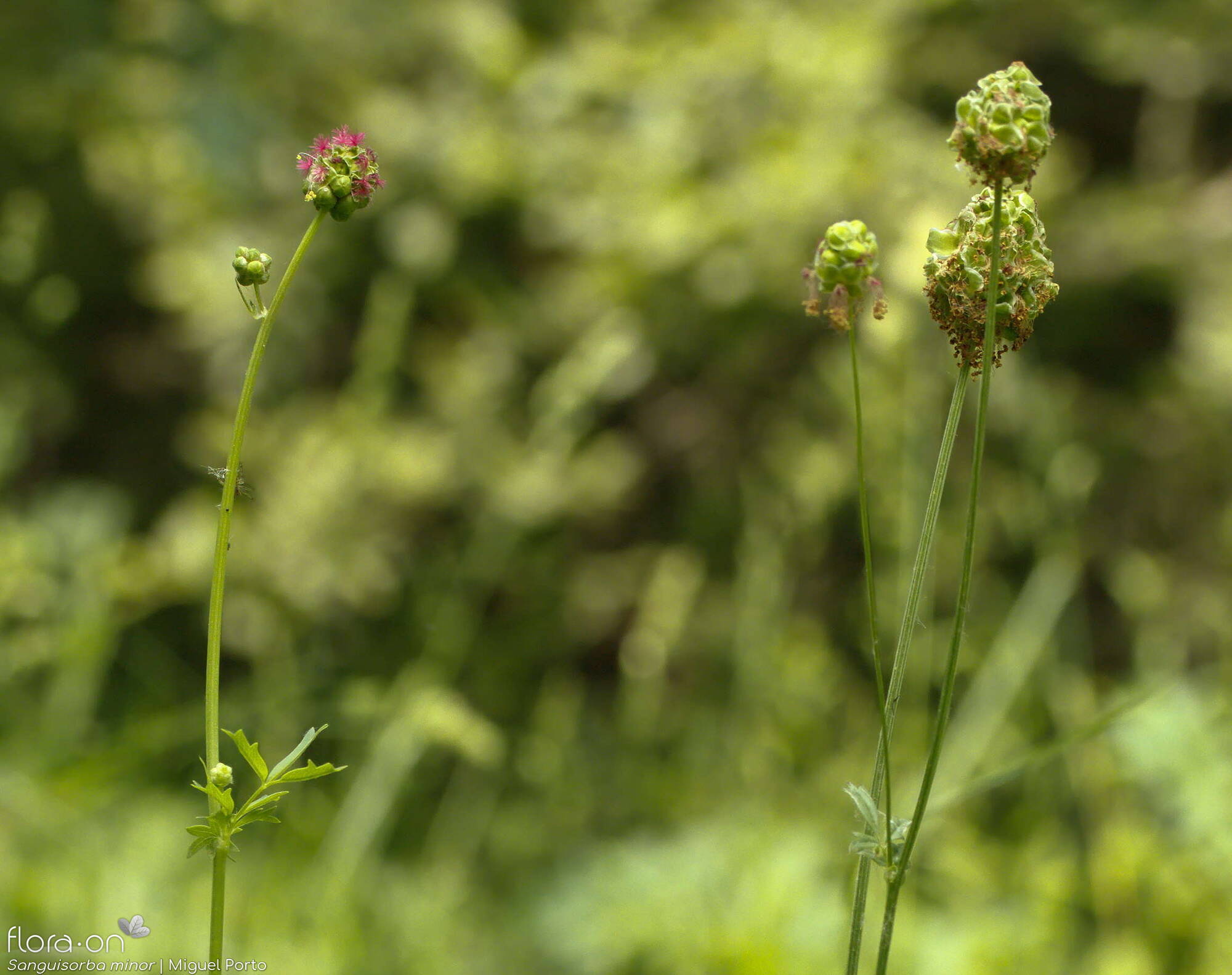 Sanguisorba minor - Flor (geral) | Miguel Porto; CC BY-NC 4.0