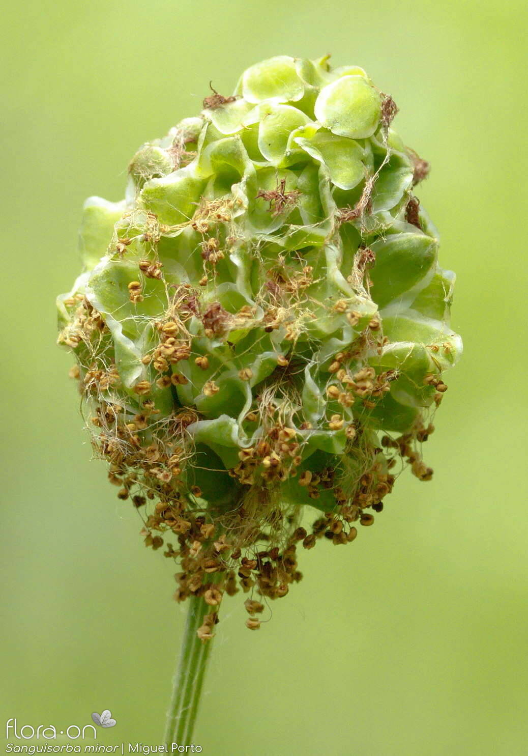 Sanguisorba minor - Flor (geral) | Miguel Porto; CC BY-NC 4.0