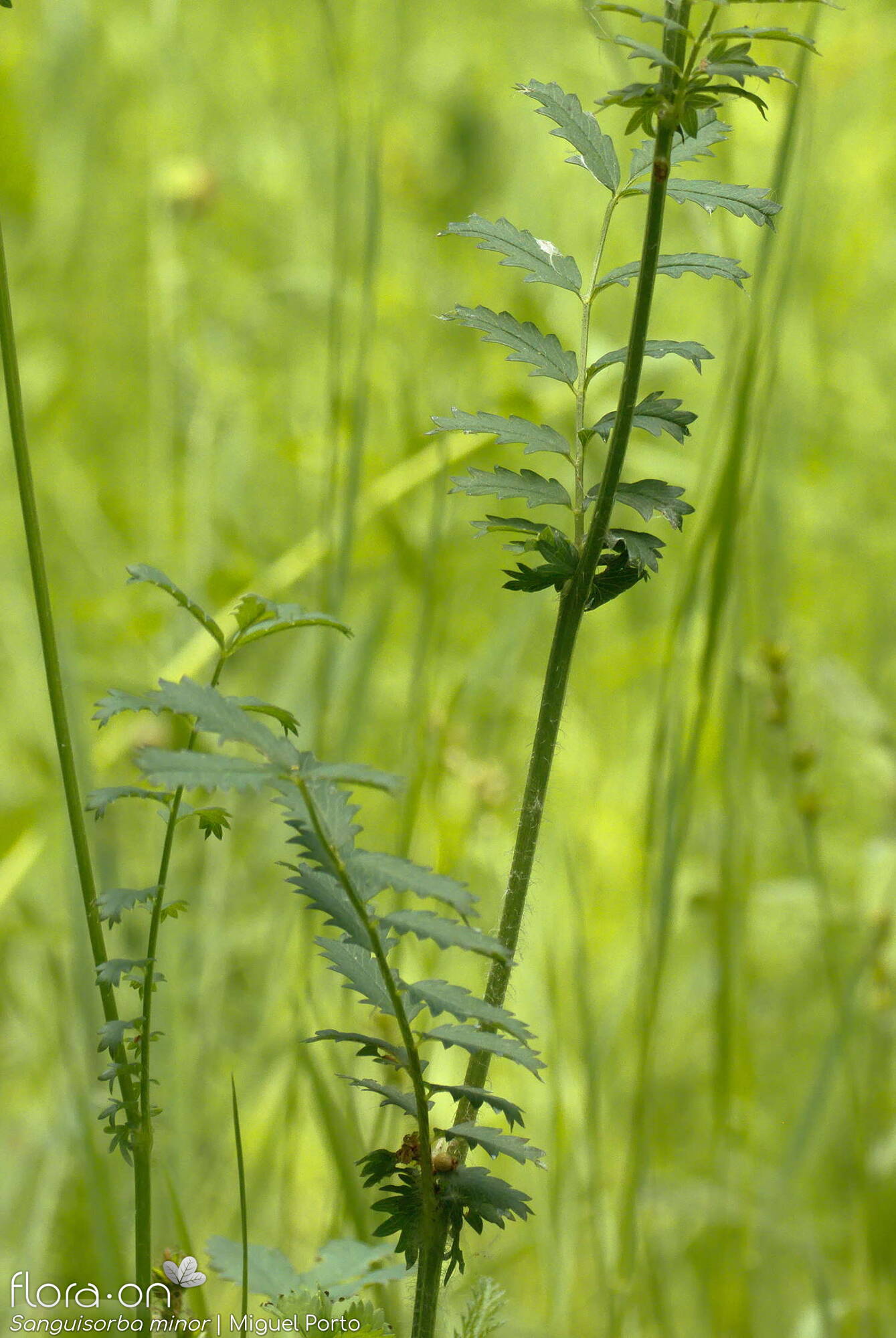 Sanguisorba minor - Folha (geral) | Miguel Porto; CC BY-NC 4.0