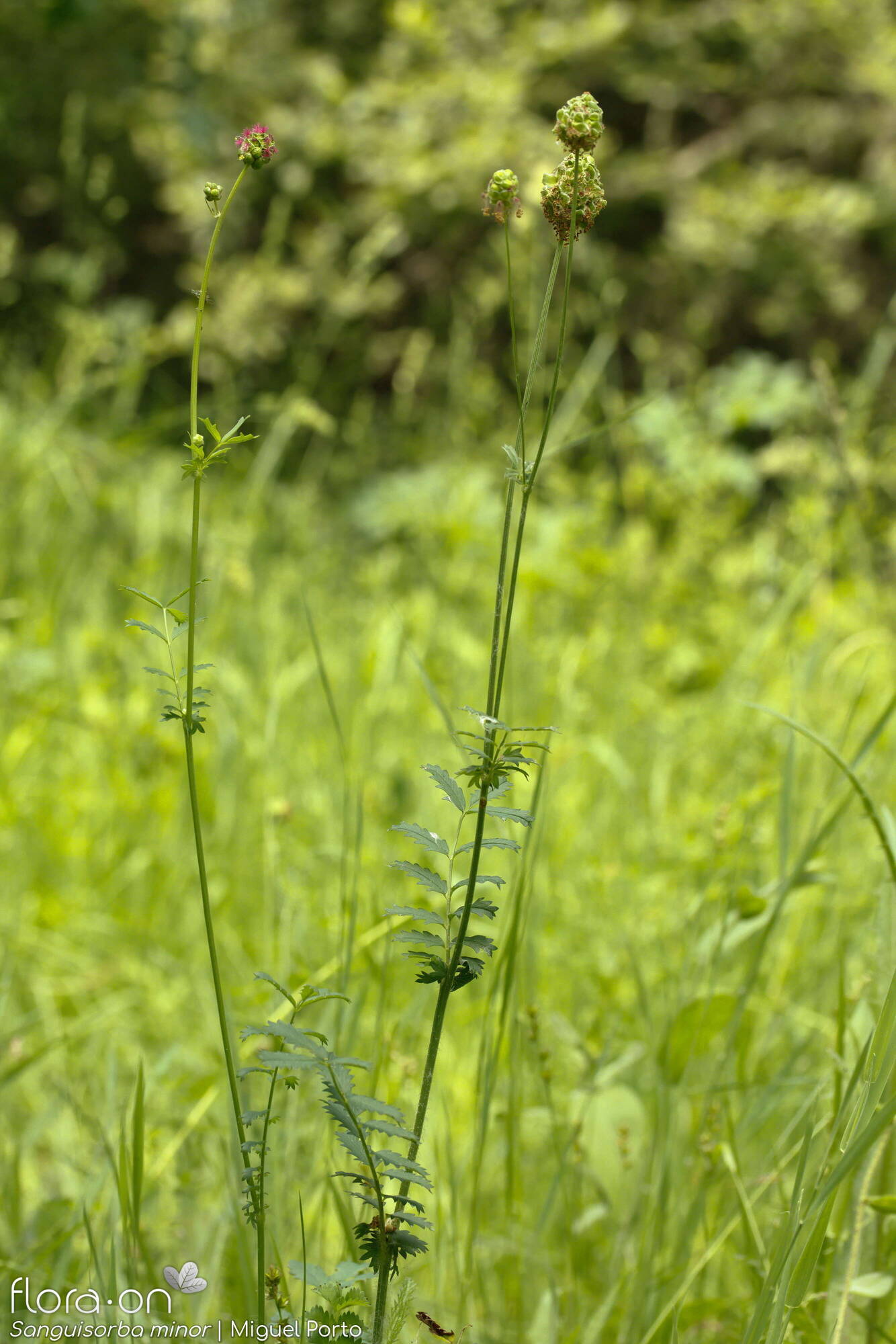 Sanguisorba minor - Hábito | Miguel Porto; CC BY-NC 4.0