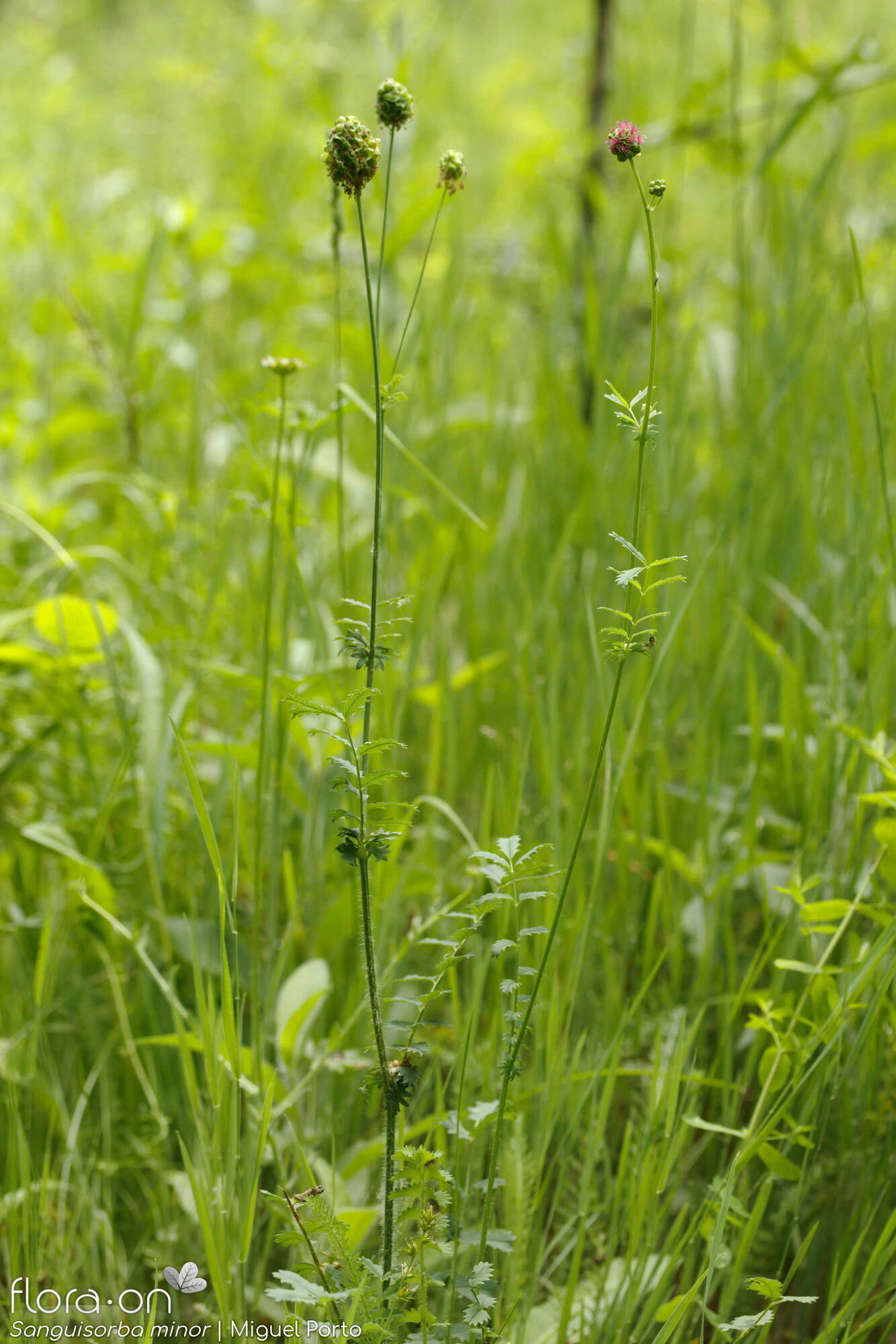 Sanguisorba minor - Hábito | Miguel Porto; CC BY-NC 4.0