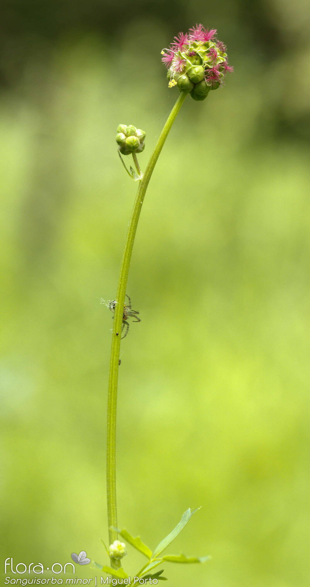 Sanguisorba minor - Flor (geral) | Miguel Porto; CC BY-NC 4.0