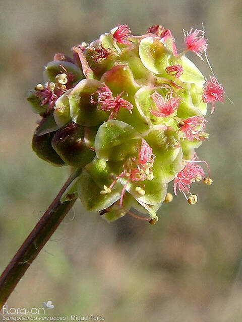 Sanguisorba verrucosa - Flor (close-up) | Miguel Porto; CC BY-NC 4.0