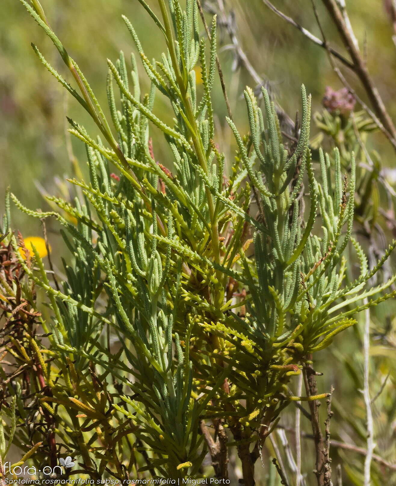 Santolina rosmarinifolia rosmarinifolia - Folha (geral) | Miguel Porto; CC BY-NC 4.0