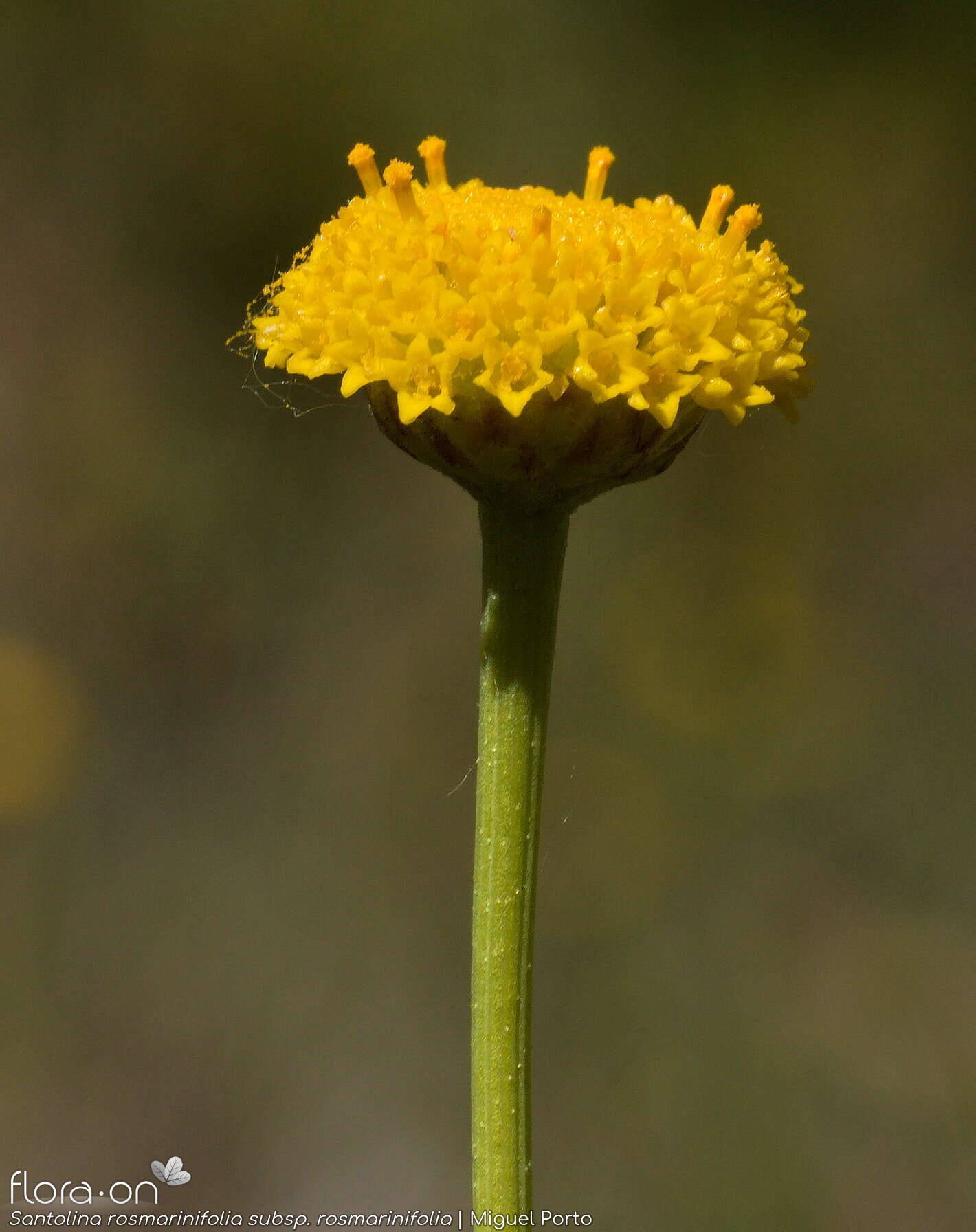 Santolina rosmarinifolia rosmarinifolia - Capítulo | Miguel Porto; CC BY-NC 4.0