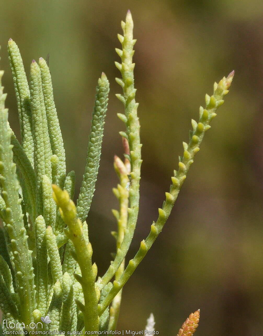 Santolina rosmarinifolia rosmarinifolia - Folha | Miguel Porto; CC BY-NC 4.0