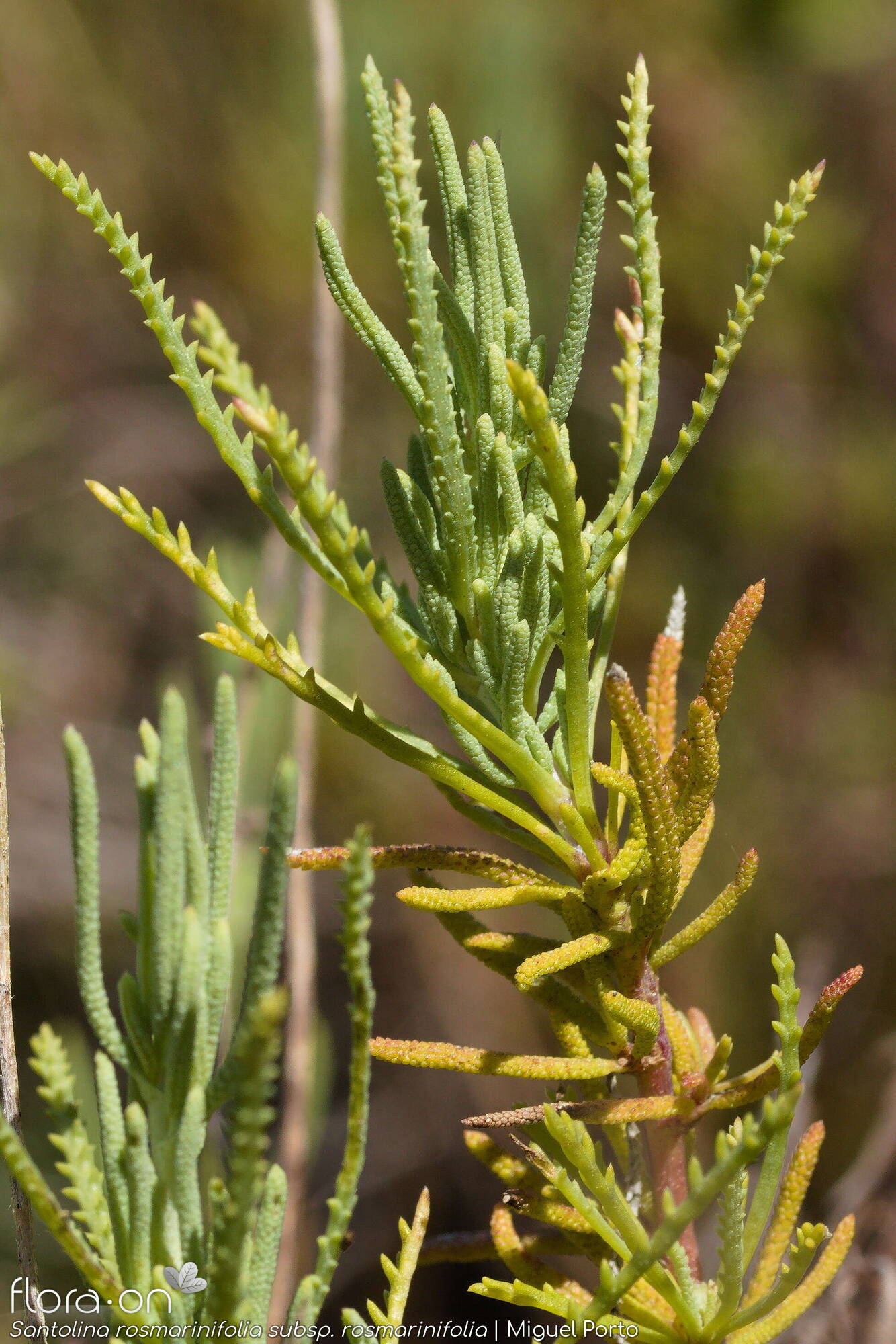 Santolina rosmarinifolia rosmarinifolia - Folha (geral) | Miguel Porto; CC BY-NC 4.0