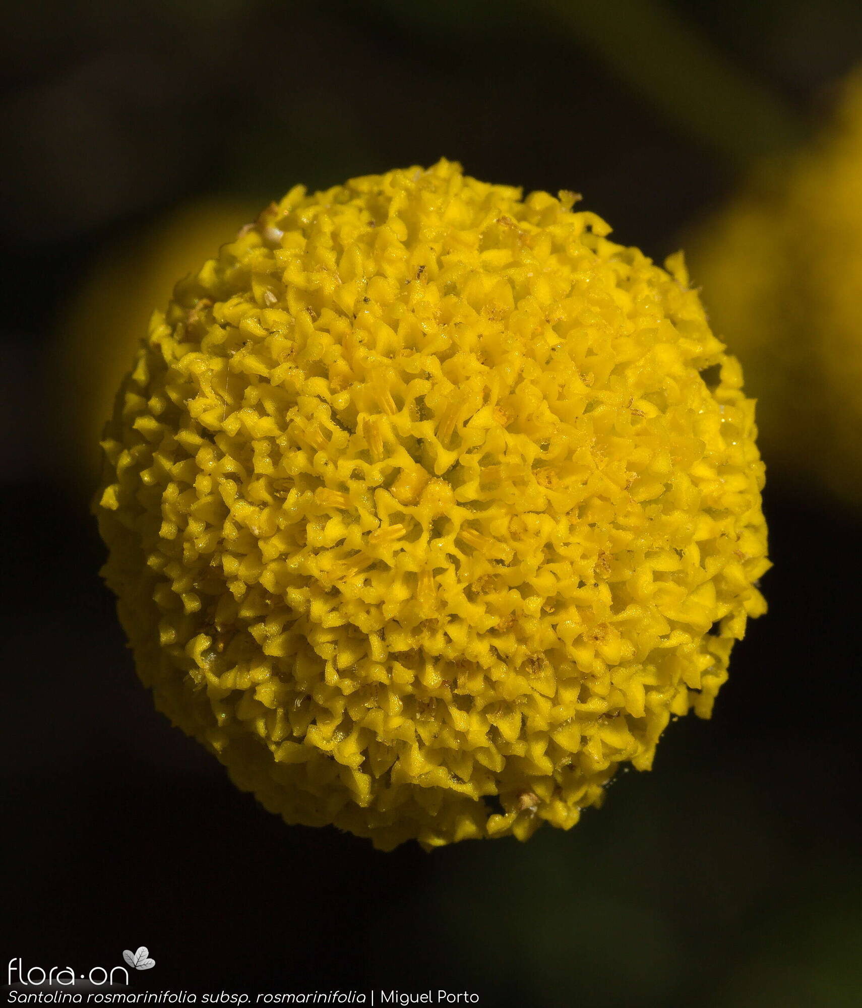 Santolina rosmarinifolia rosmarinifolia - Capítulo | Miguel Porto; CC BY-NC 4.0