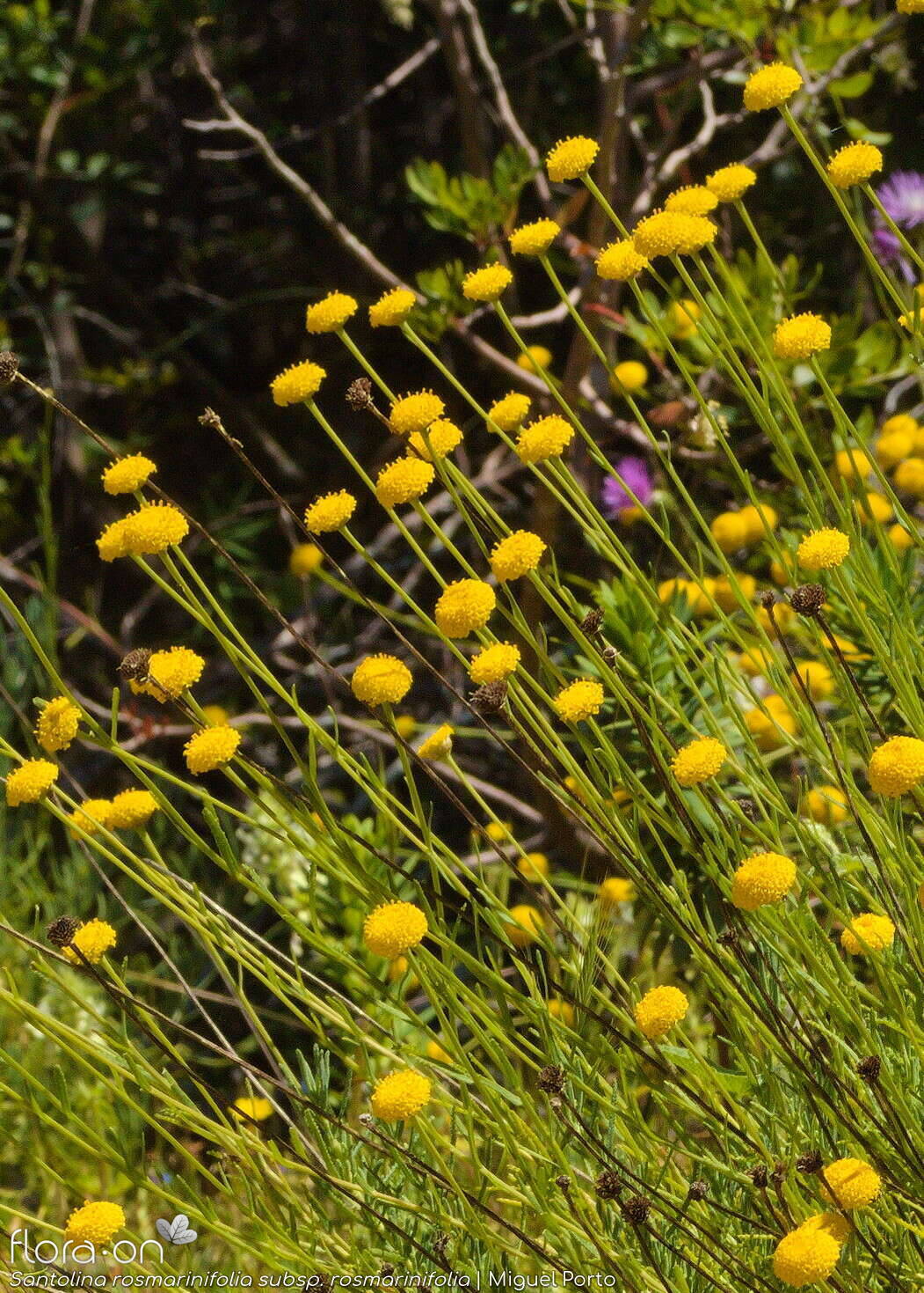 Santolina rosmarinifolia rosmarinifolia - Hábito | Miguel Porto; CC BY-NC 4.0