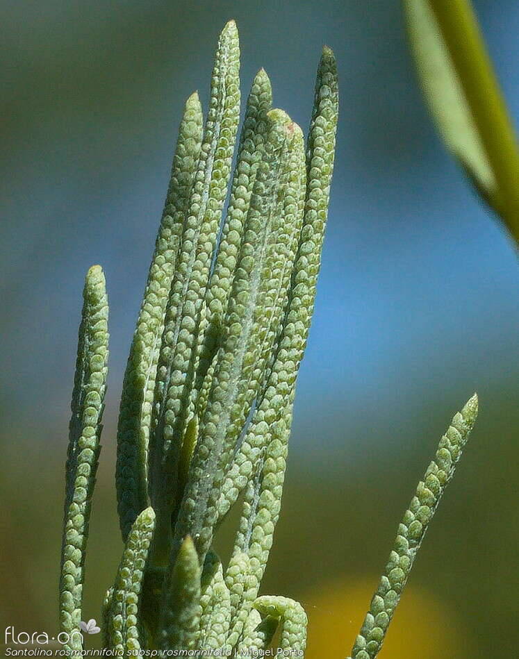 Santolina rosmarinifolia rosmarinifolia - Folha | Miguel Porto; CC BY-NC 4.0