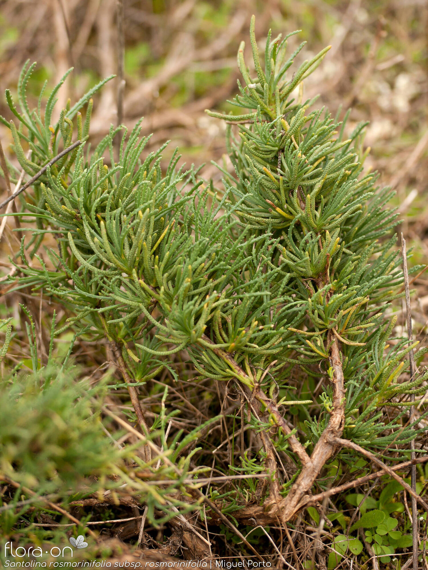 Santolina rosmarinifolia rosmarinifolia - Folha (geral) | Miguel Porto; CC BY-NC 4.0