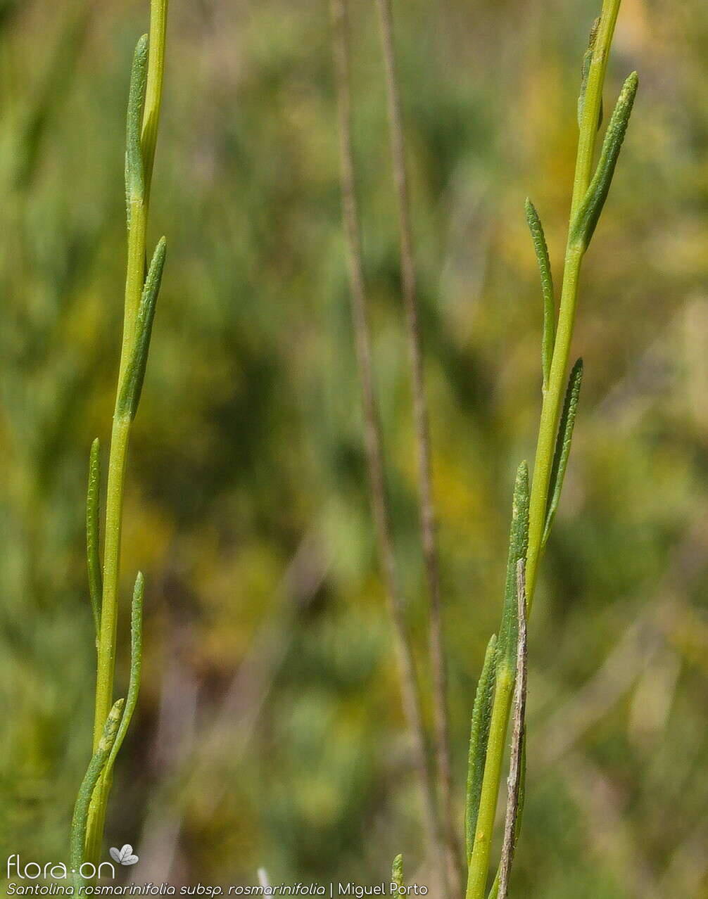 Santolina rosmarinifolia rosmarinifolia - Folha (geral) | Miguel Porto; CC BY-NC 4.0