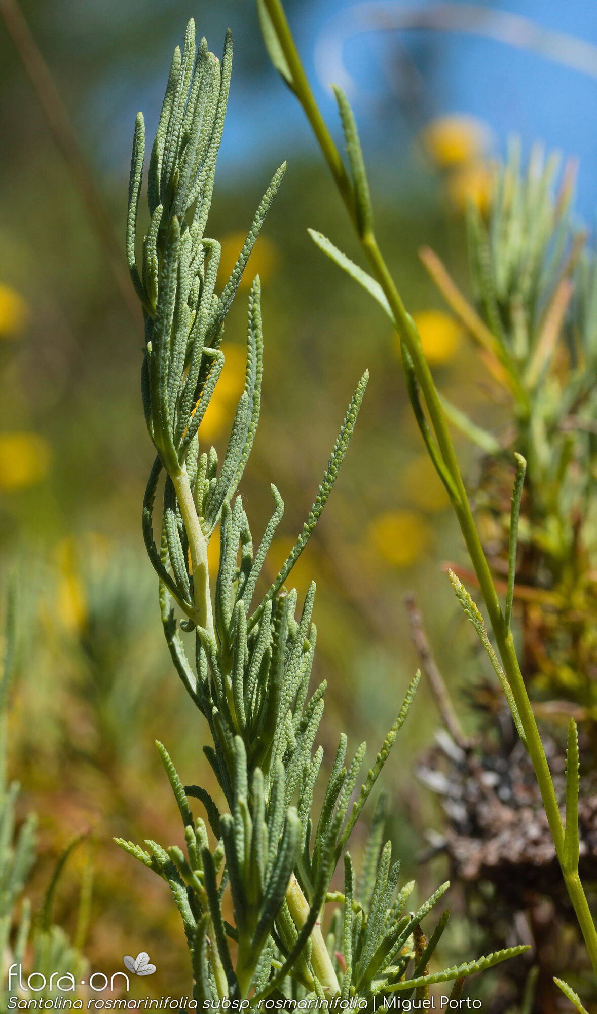 Santolina rosmarinifolia rosmarinifolia - Folha (geral) | Miguel Porto; CC BY-NC 4.0