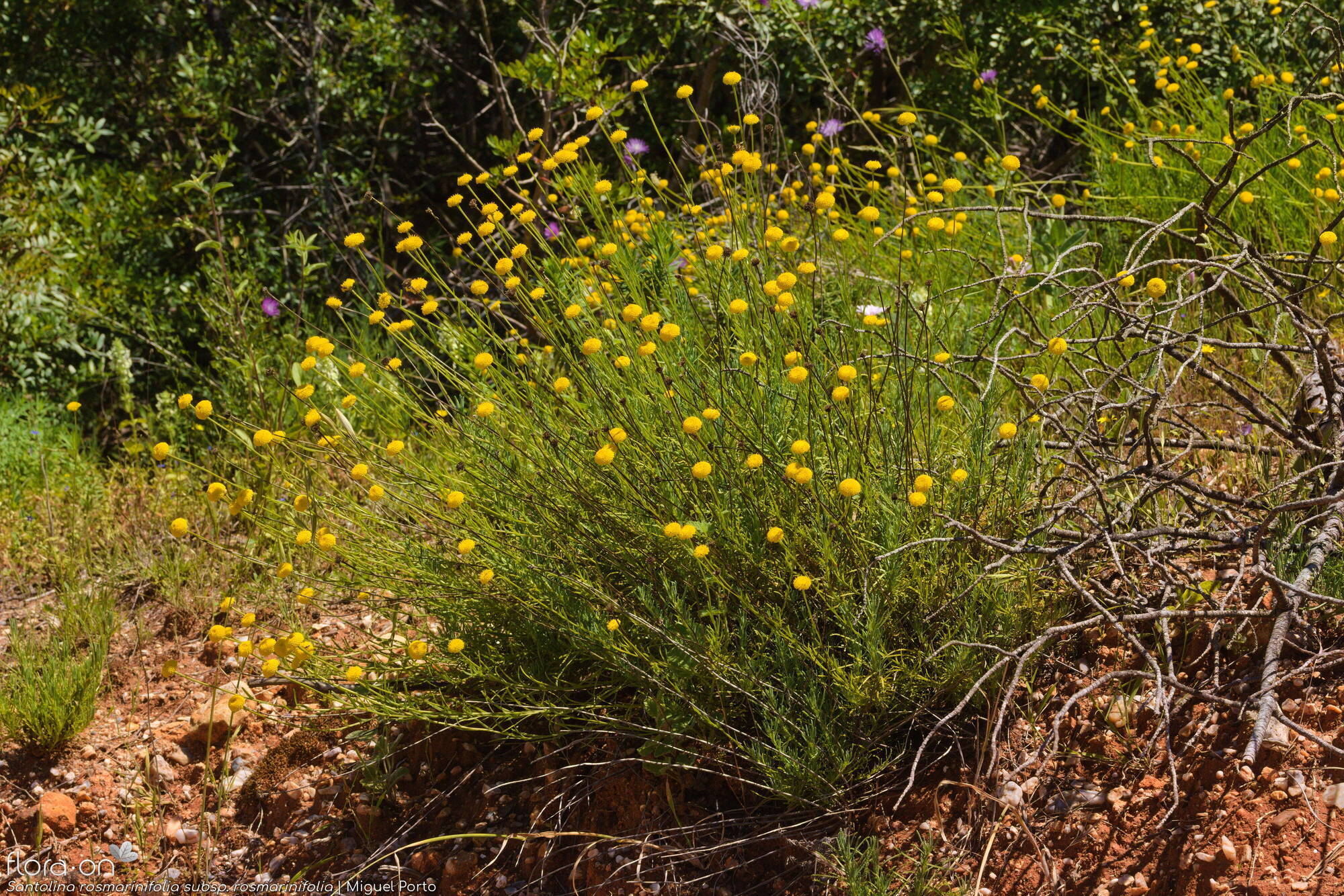 Santolina rosmarinifolia rosmarinifolia - Hábito | Miguel Porto; CC BY-NC 4.0