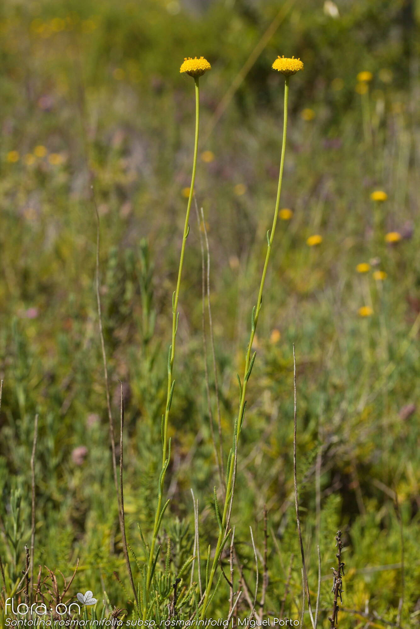 Santolina rosmarinifolia rosmarinifolia - Hábito | Miguel Porto; CC BY-NC 4.0