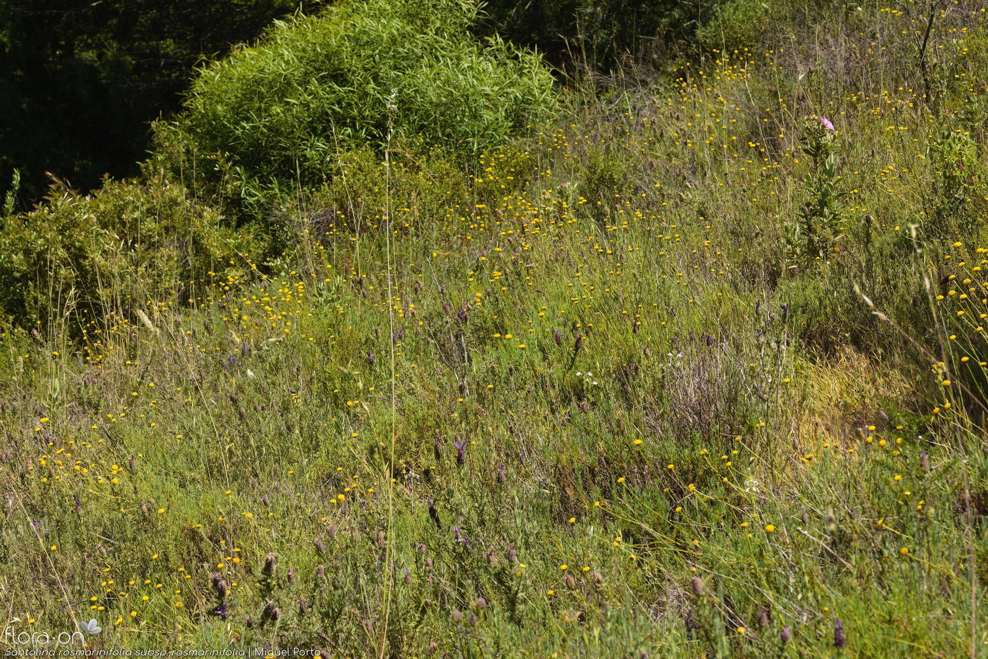 Santolina rosmarinifolia rosmarinifolia - Habitat | Miguel Porto; CC BY-NC 4.0