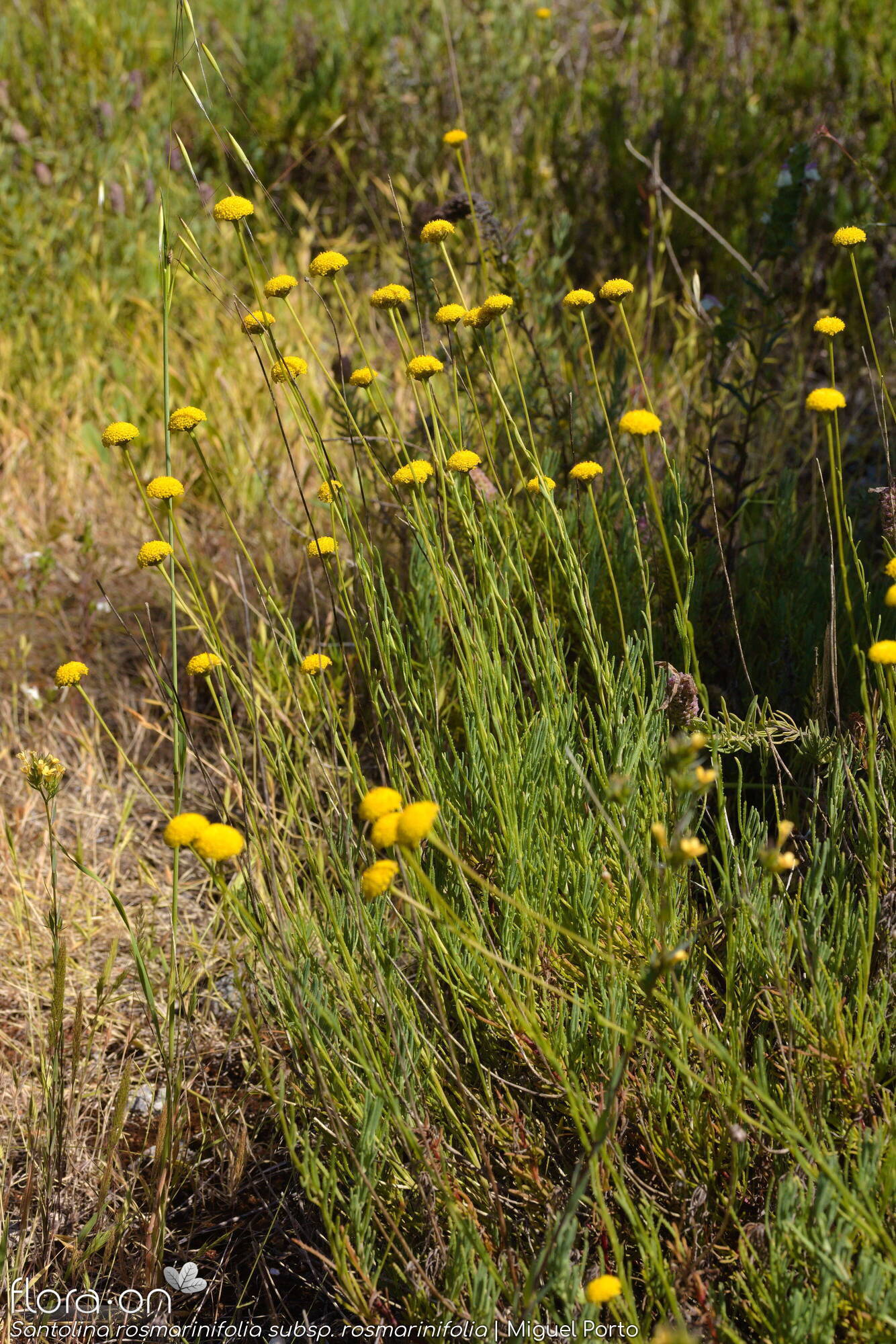 Santolina rosmarinifolia rosmarinifolia - Hábito | Miguel Porto; CC BY-NC 4.0