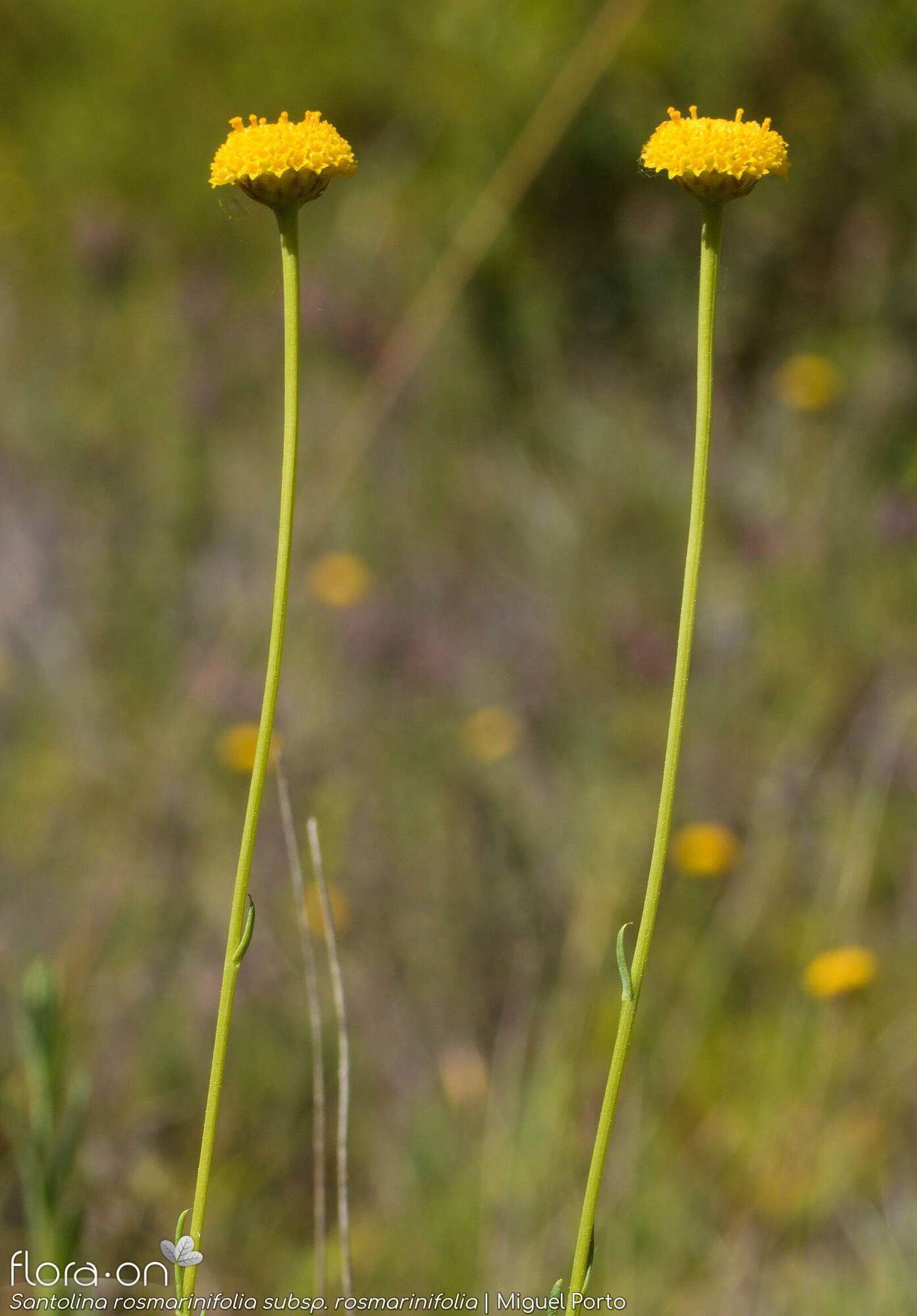 Santolina rosmarinifolia rosmarinifolia - Flor (geral) | Miguel Porto; CC BY-NC 4.0