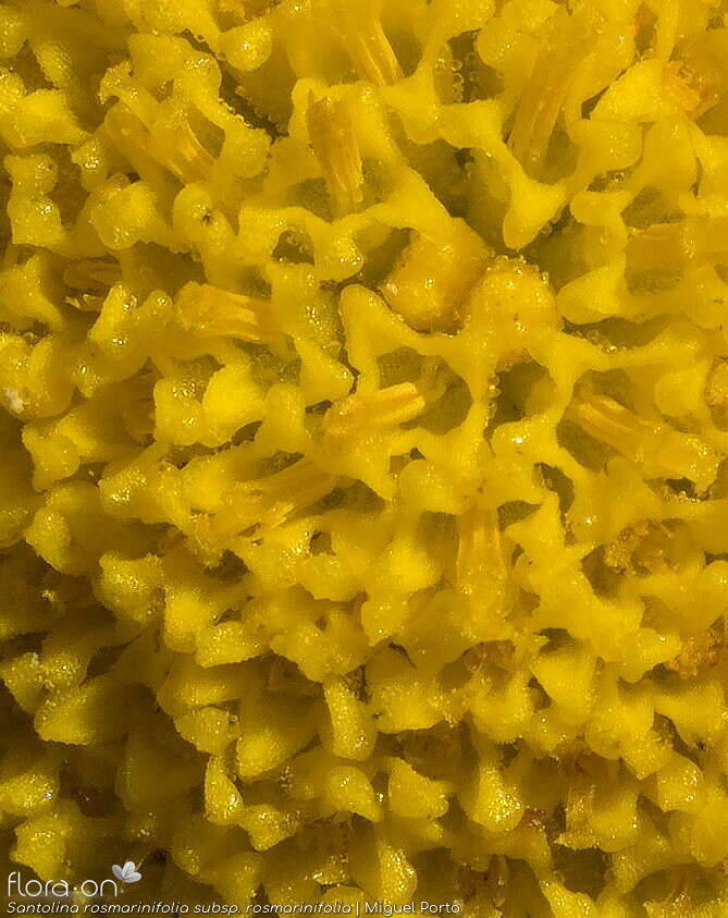 Santolina rosmarinifolia rosmarinifolia - Flor (close-up) | Miguel Porto; CC BY-NC 4.0
