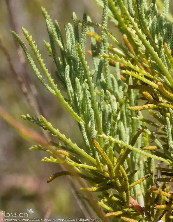 Santolina rosmarinifolia rosmarinifolia - Folha (geral) | Miguel Porto; CC BY-NC 4.0