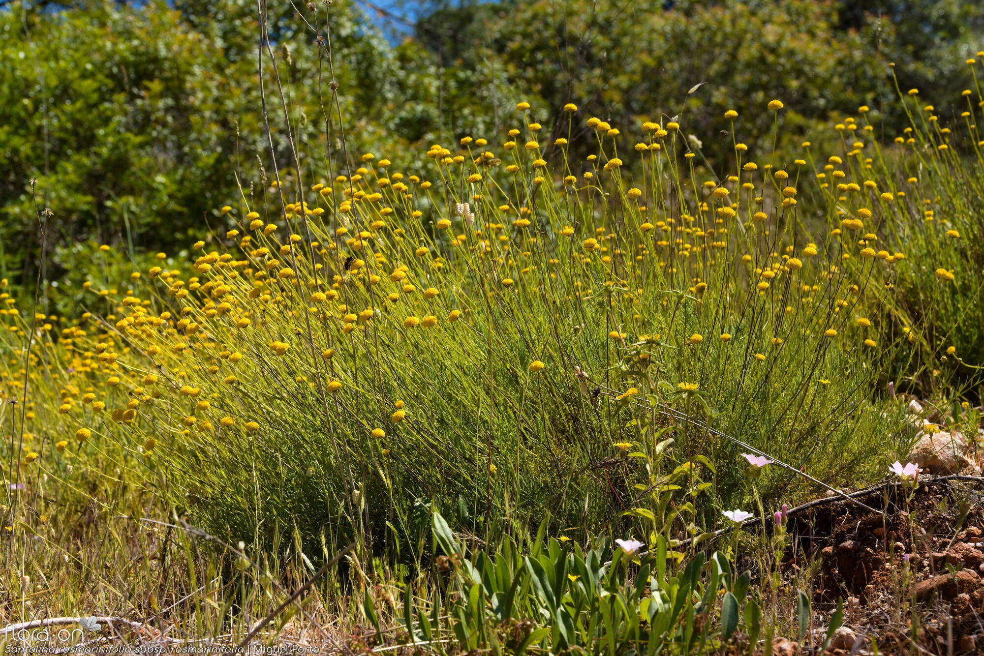 Santolina rosmarinifolia rosmarinifolia - Hábito | Miguel Porto; CC BY-NC 4.0