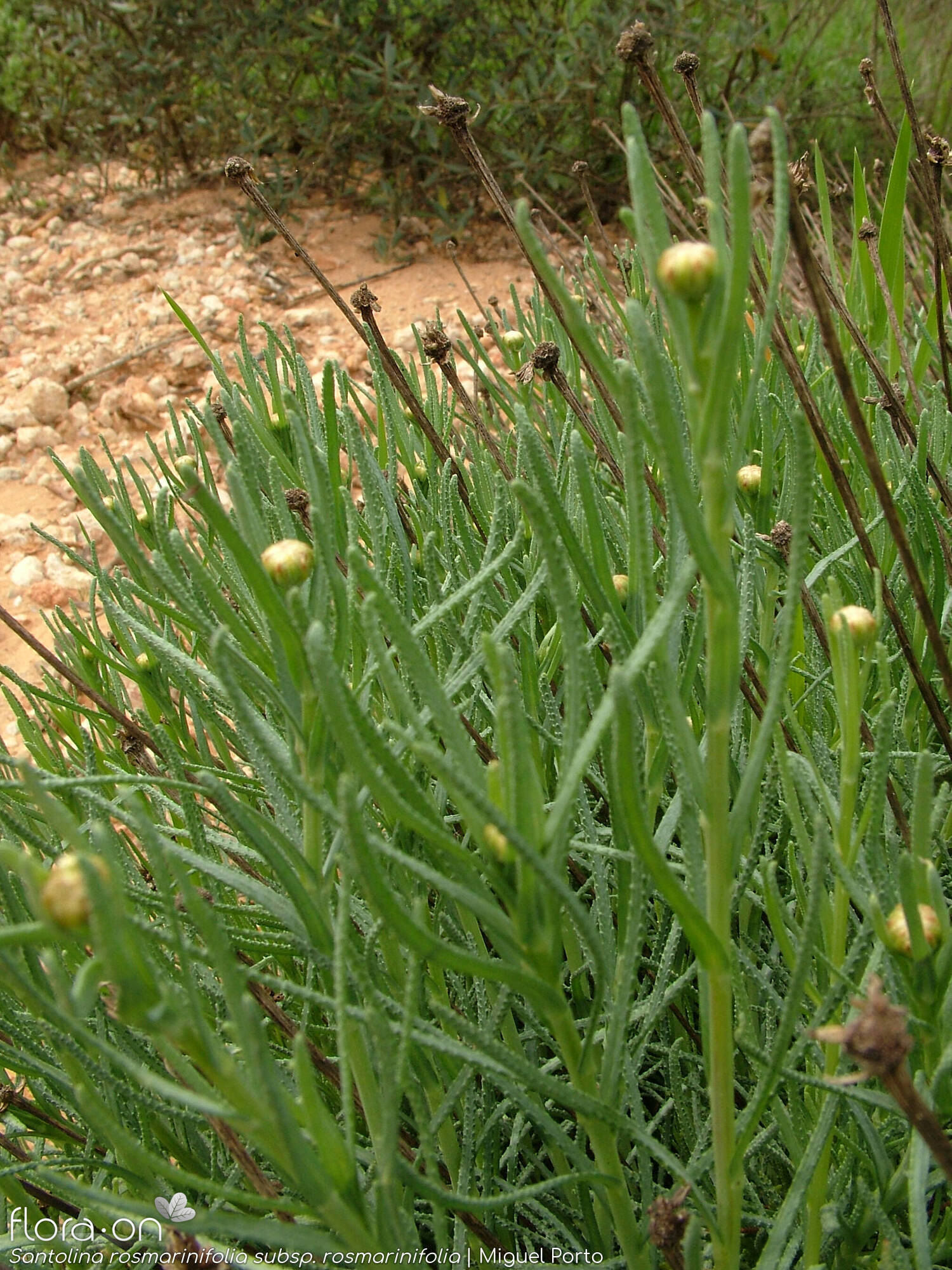 Santolina rosmarinifolia rosmarinifolia - Hábito | Miguel Porto; CC BY-NC 4.0