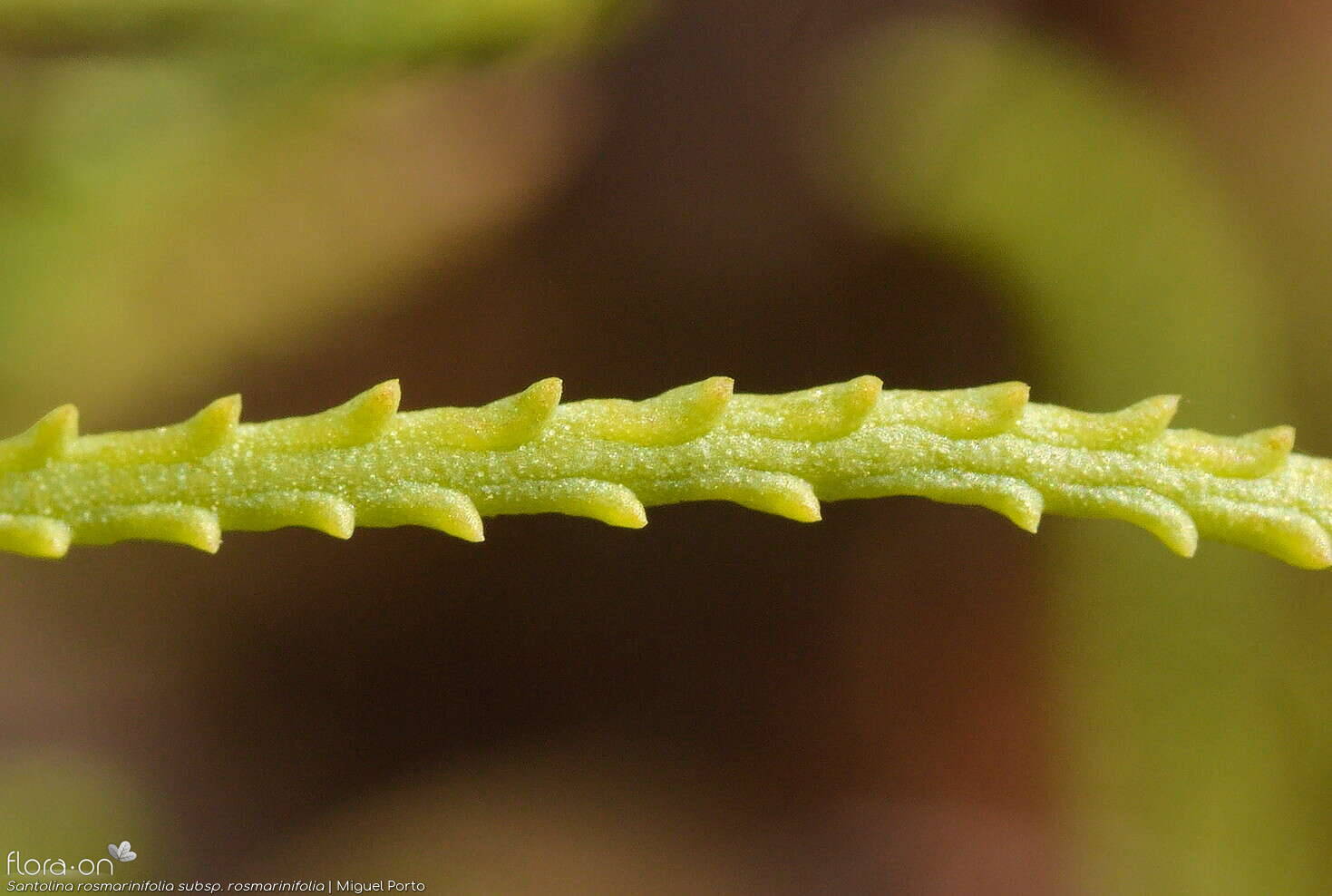 Santolina rosmarinifolia rosmarinifolia - Folha | Miguel Porto; CC BY-NC 4.0