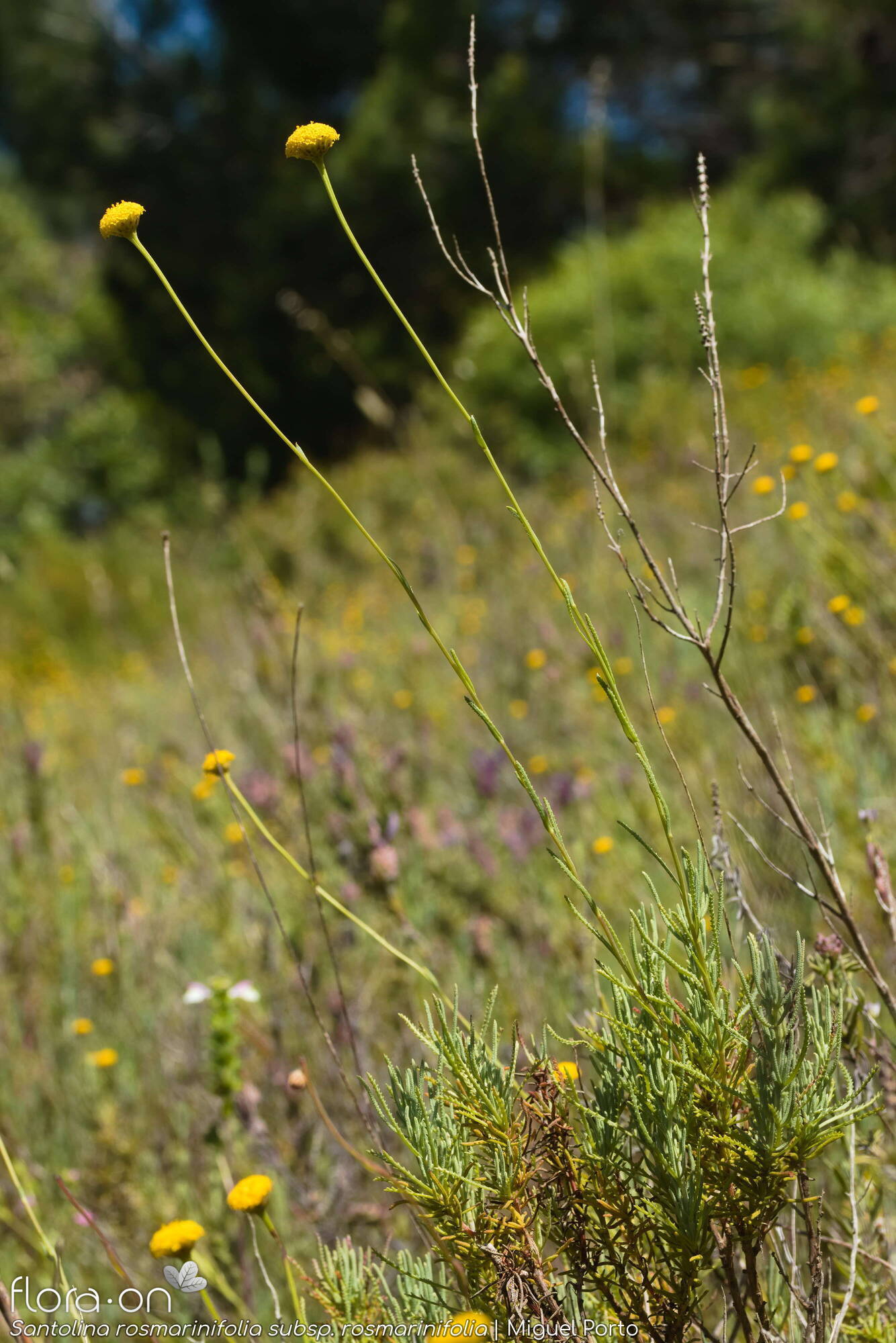 Santolina rosmarinifolia rosmarinifolia - Hábito | Miguel Porto; CC BY-NC 4.0